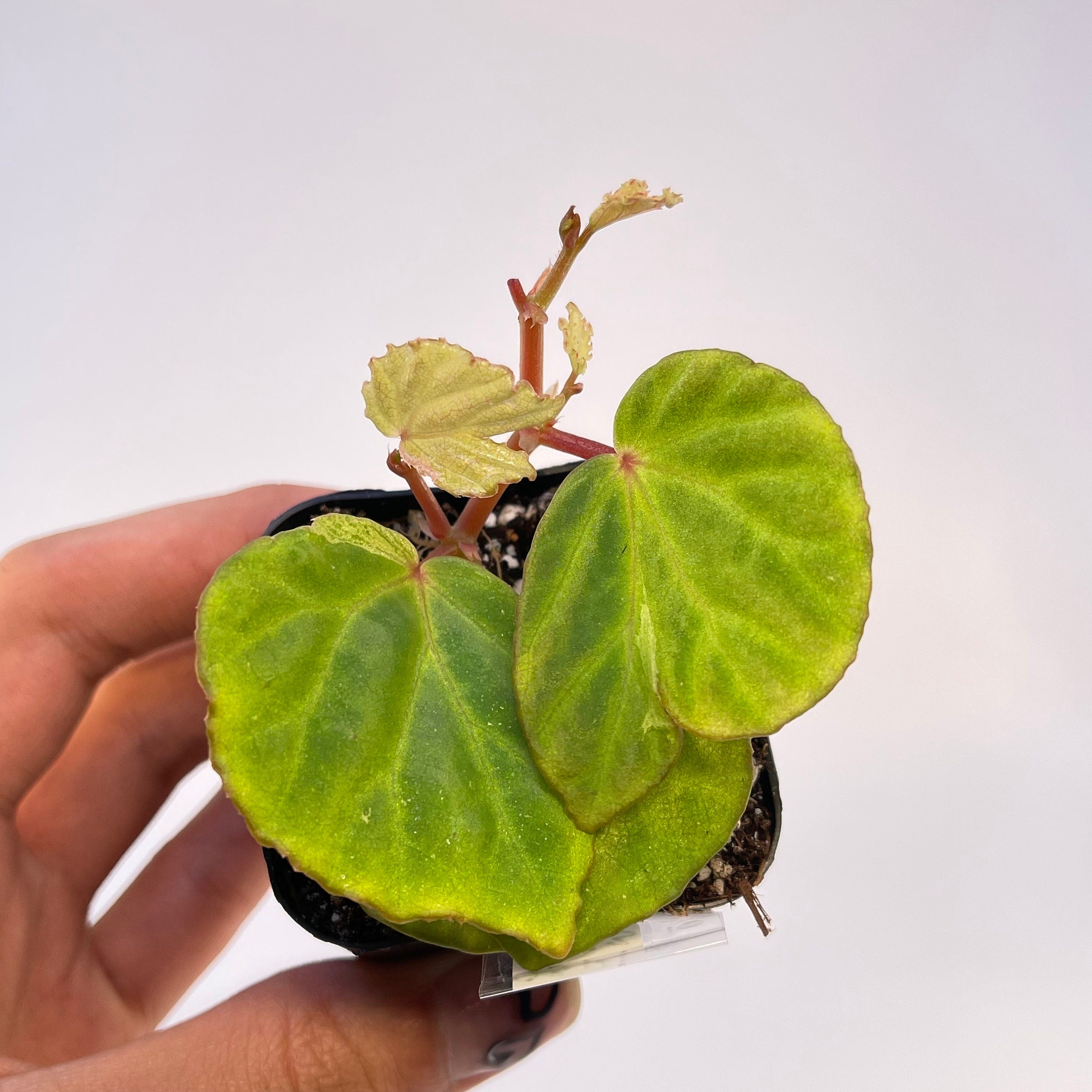 READY SOON Begonia Botanicaz 85 V.4 'Baby Blue'