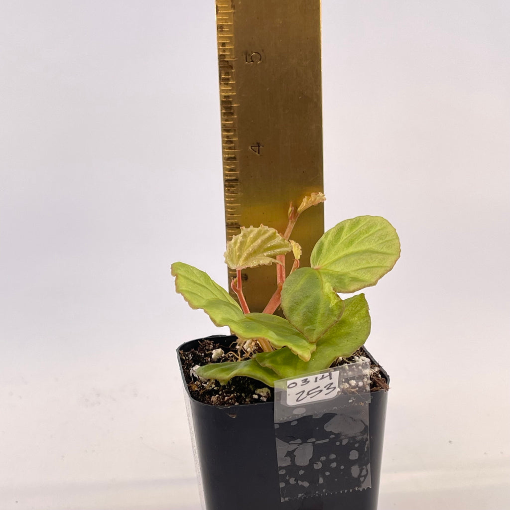 READY SOON Begonia Botanicaz 85 V.4 'Baby Blue'