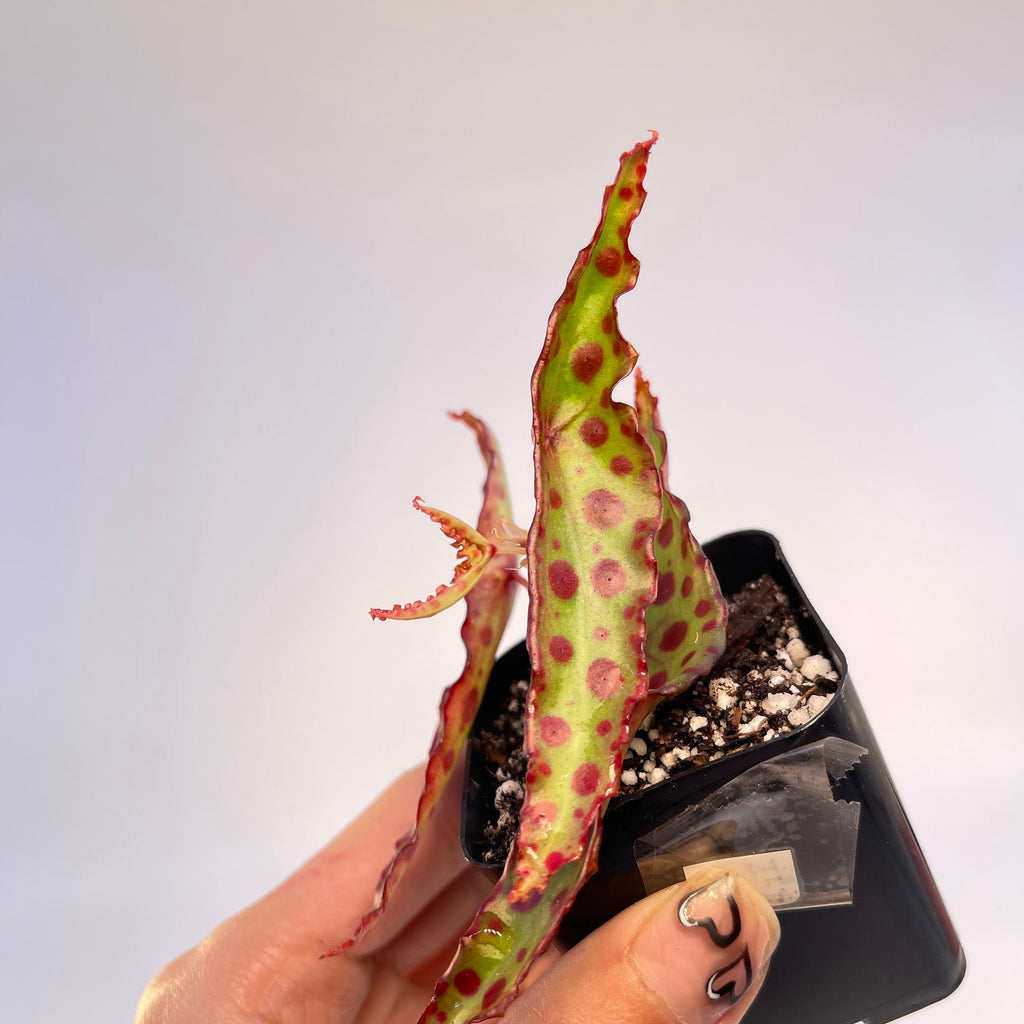 Begonia sp. amphioxus (Can acclimate to house conditions)