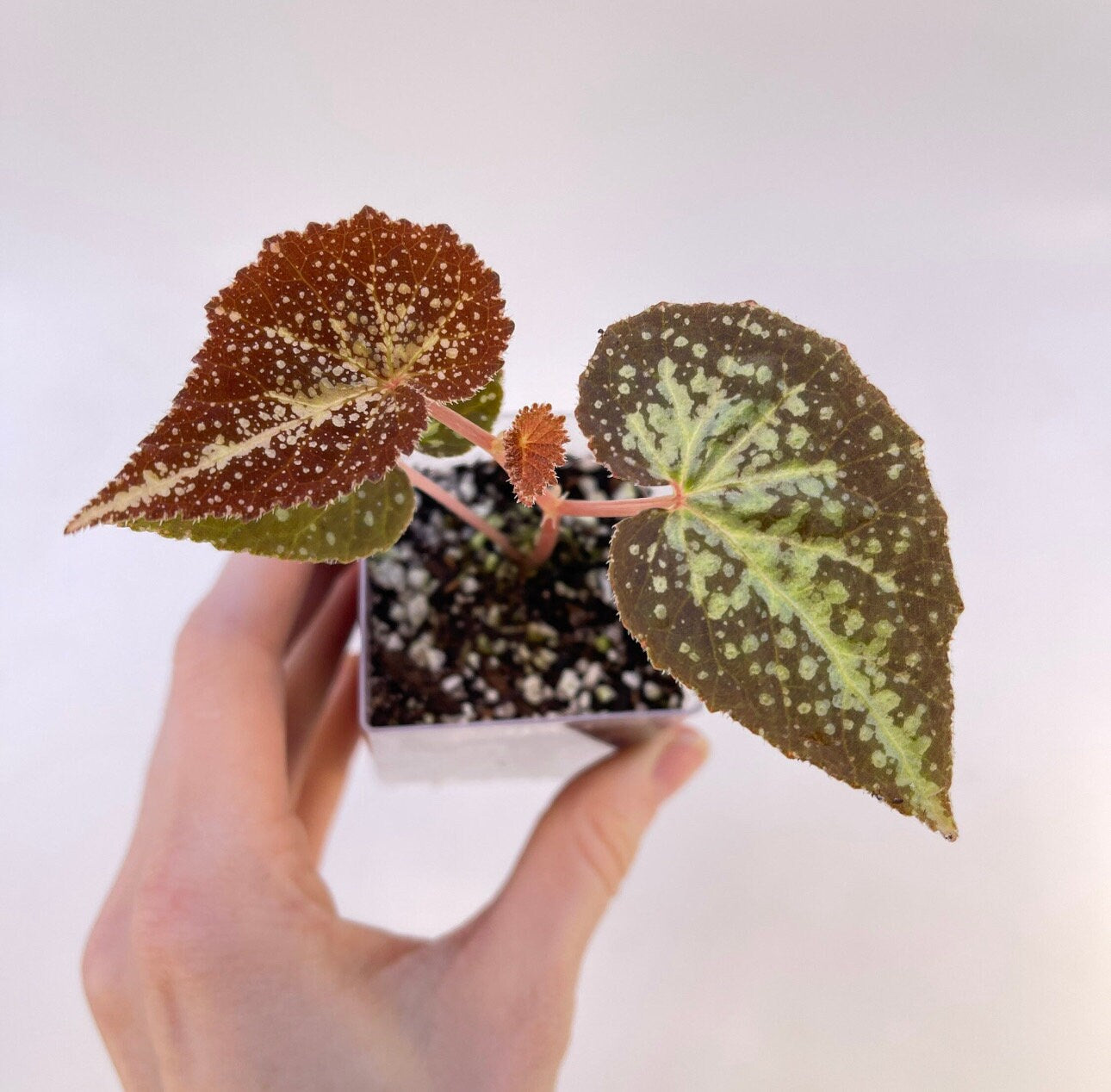 Begonia Botanicaz 22 (Can acclimate to house conditions)
