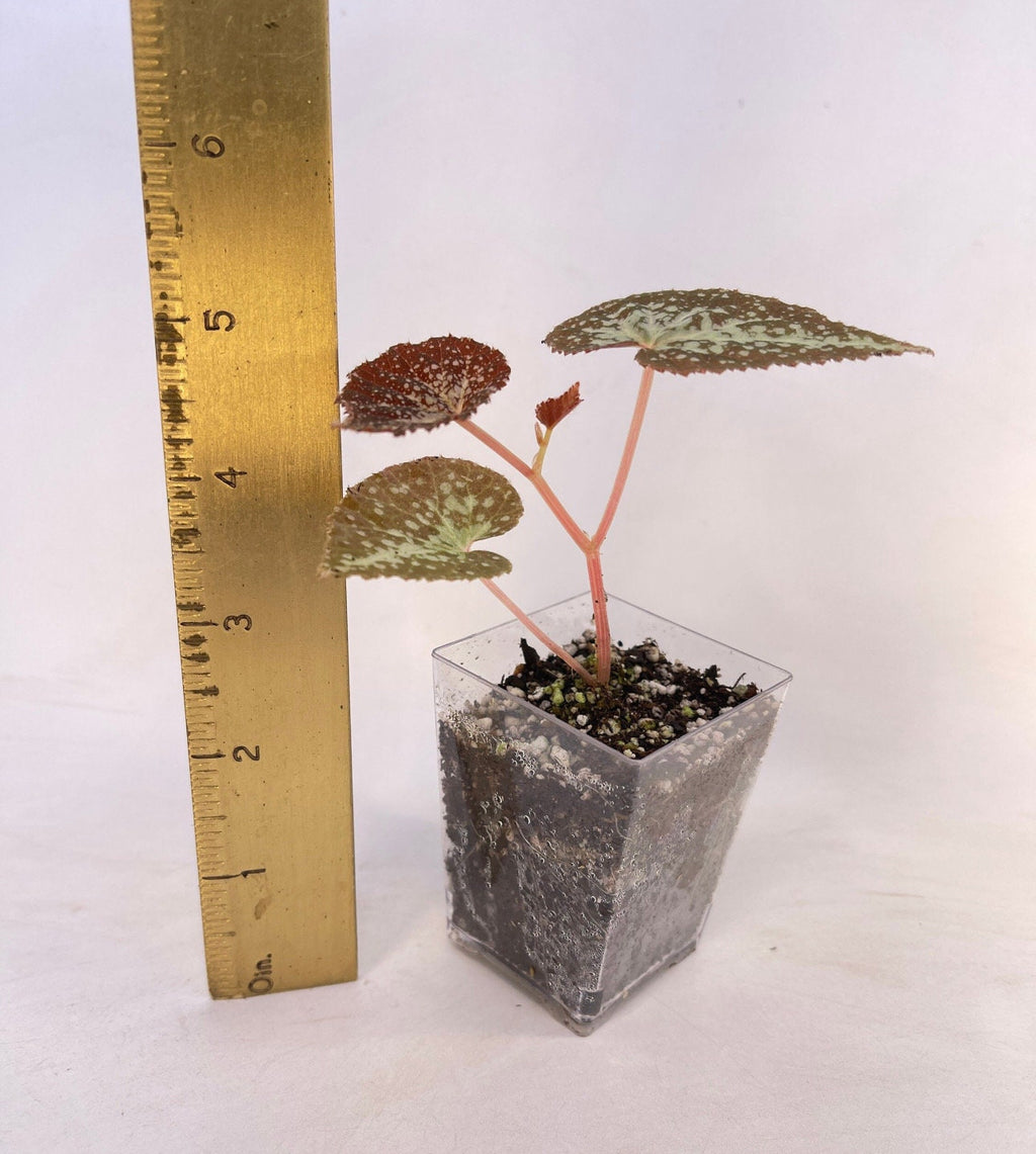 Begonia Botanicaz 22 (Can acclimate to house conditions)