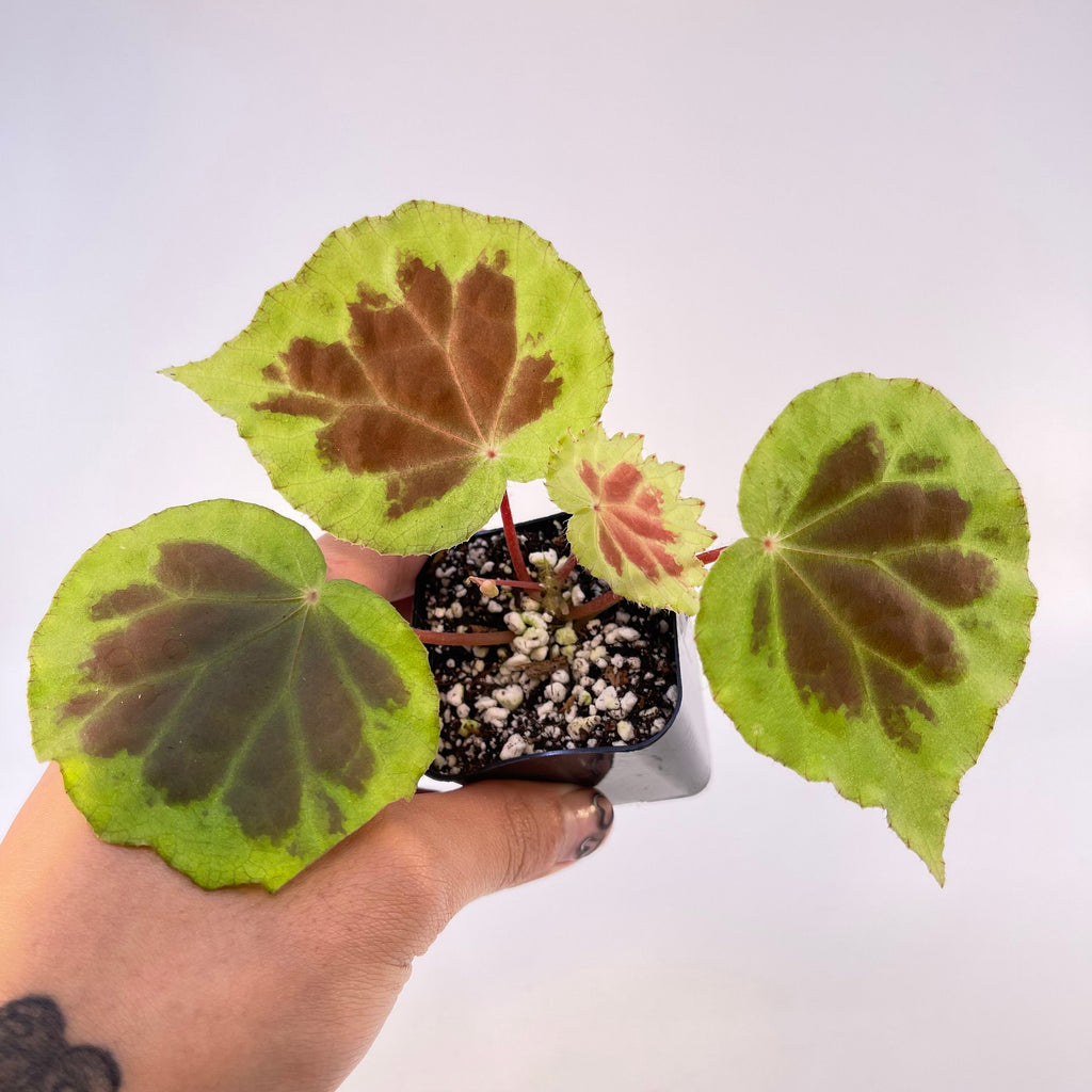 Begonia sp. ‘Dongoranensis’ (Fragrant blooms)