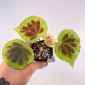 Begonia sp. ‘Dongoranensis’ (Fragrant blooms)