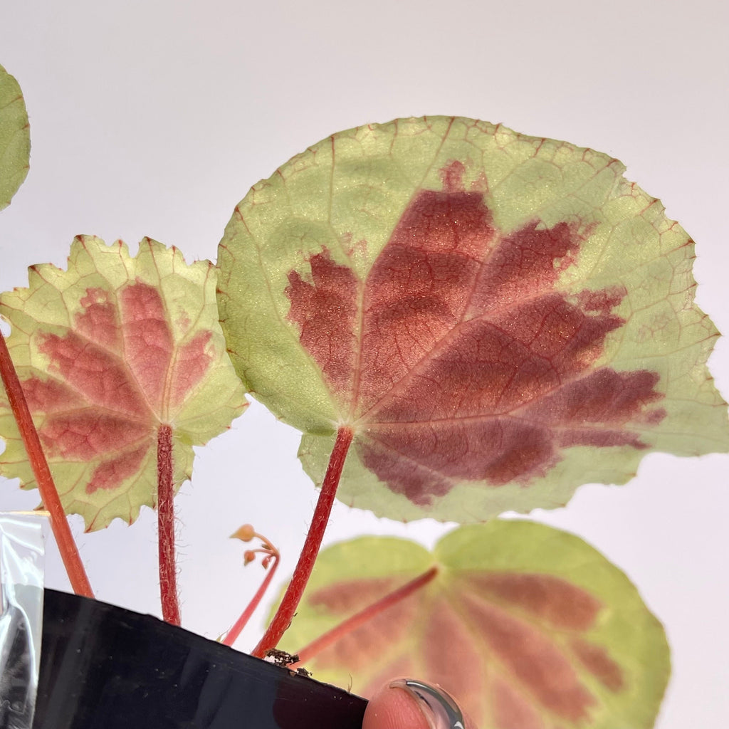 Begonia sp. ‘Dongoranensis’ (Fragrant blooms)