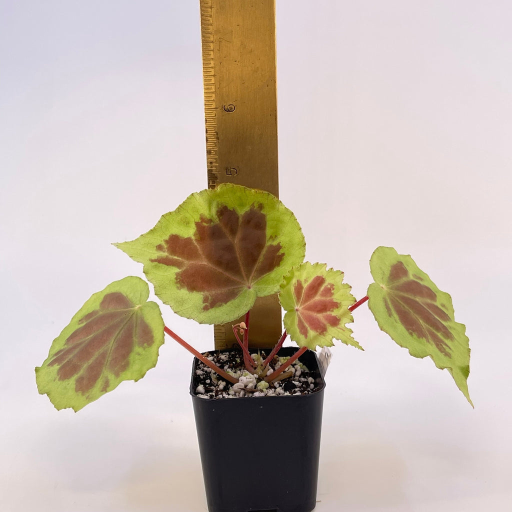 Begonia sp. ‘Dongoranensis’ (Fragrant blooms)