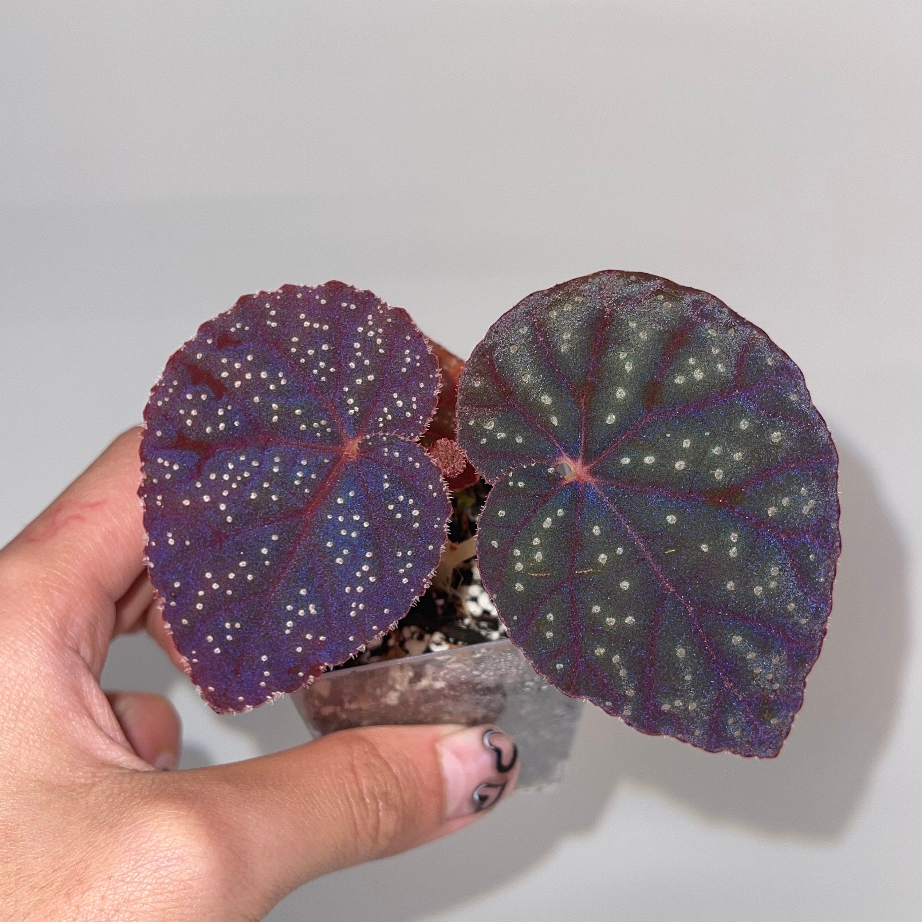 Begonia Botanicaz 45 V.1 (Small) (Can acclimate to house conditions)