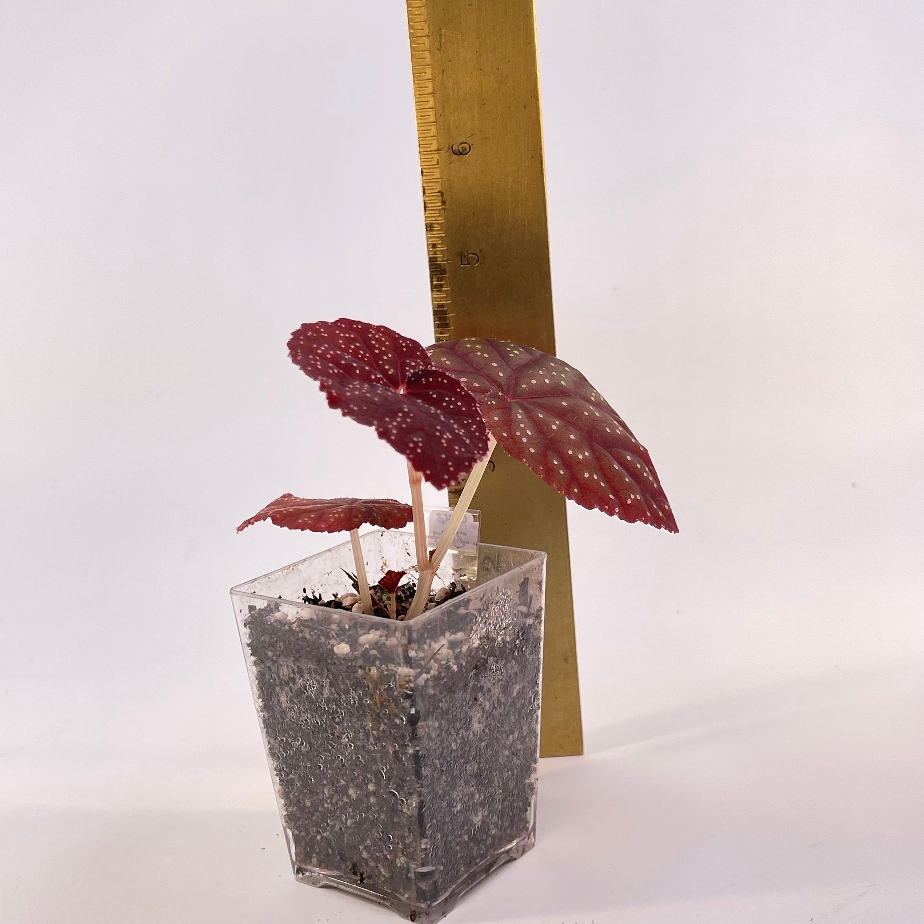 Begonia Botanicaz 45 V.1 (Small) (Can acclimate to house conditions)