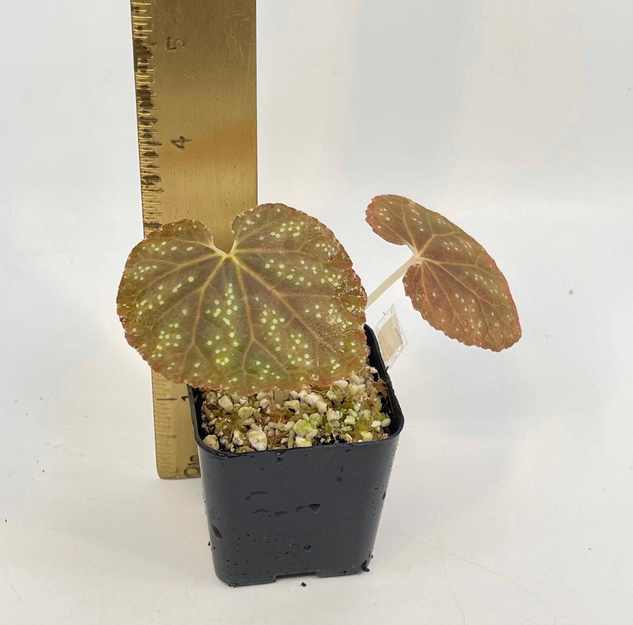 Begonia Botanicaz 45 V.3 Bronze Form (Can acclimate to house conditions)