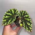 Begonia Botanicaz 90 V.1 (Can acclimate to house conditions)