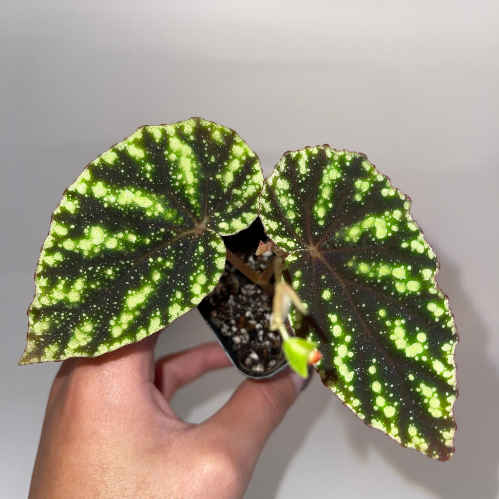 READY SOON Begonia Botanicaz 90 V.1 (Can acclimate to house conditions)