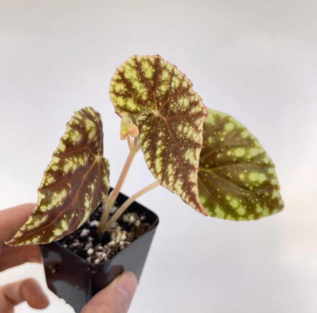 READY SOON Begonia Botanicaz 90 V.1 (Can acclimate to house conditions)