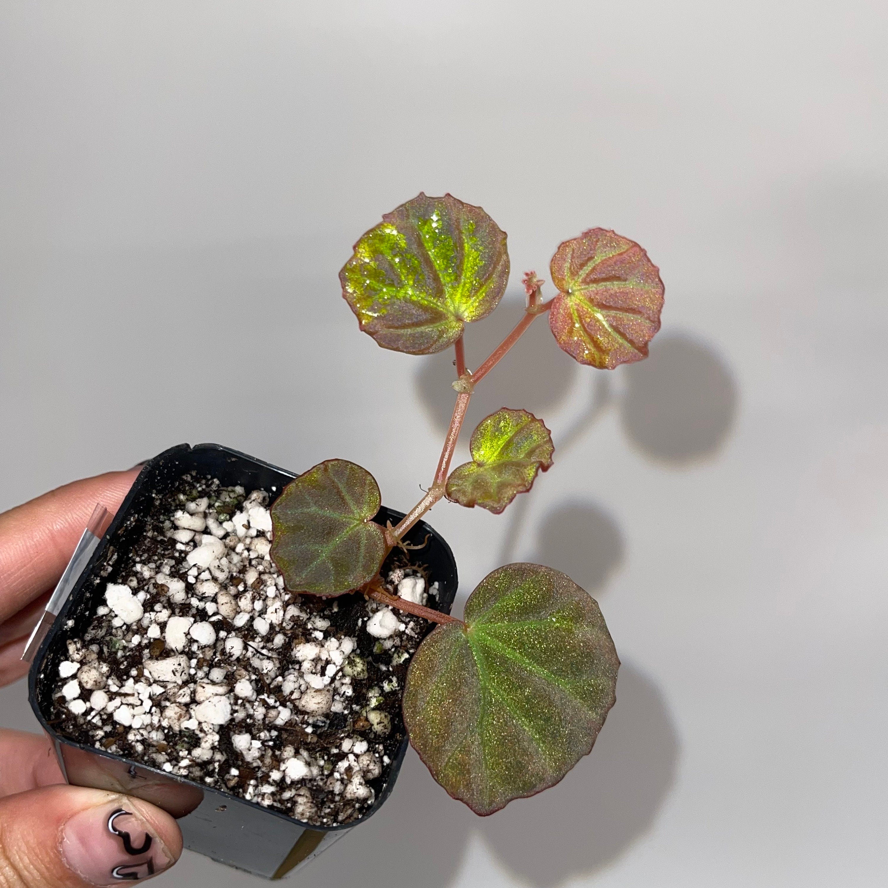 READY SOON Begonia sp. Sarawak