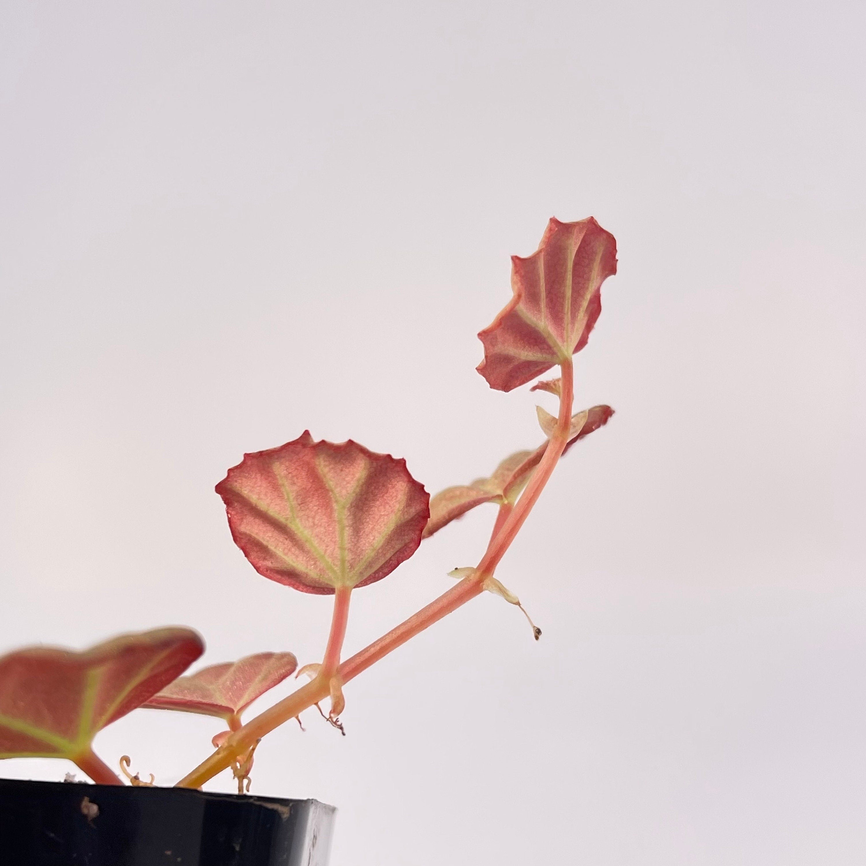 READY SOON Begonia sp. Sarawak