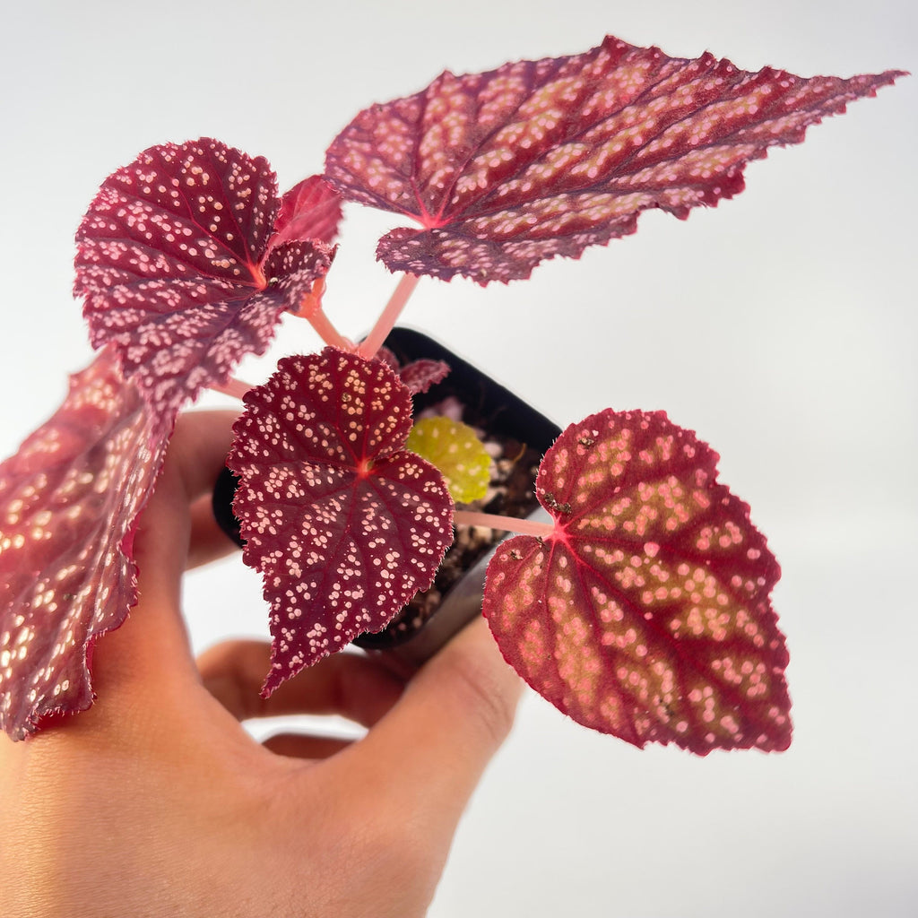 Begonia Botanicaz 45
