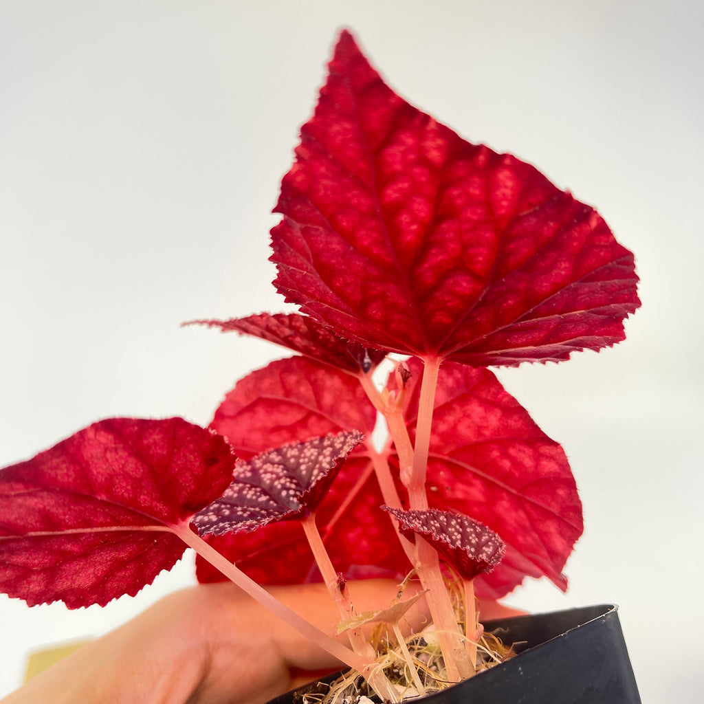 Begonia Botanicaz 45