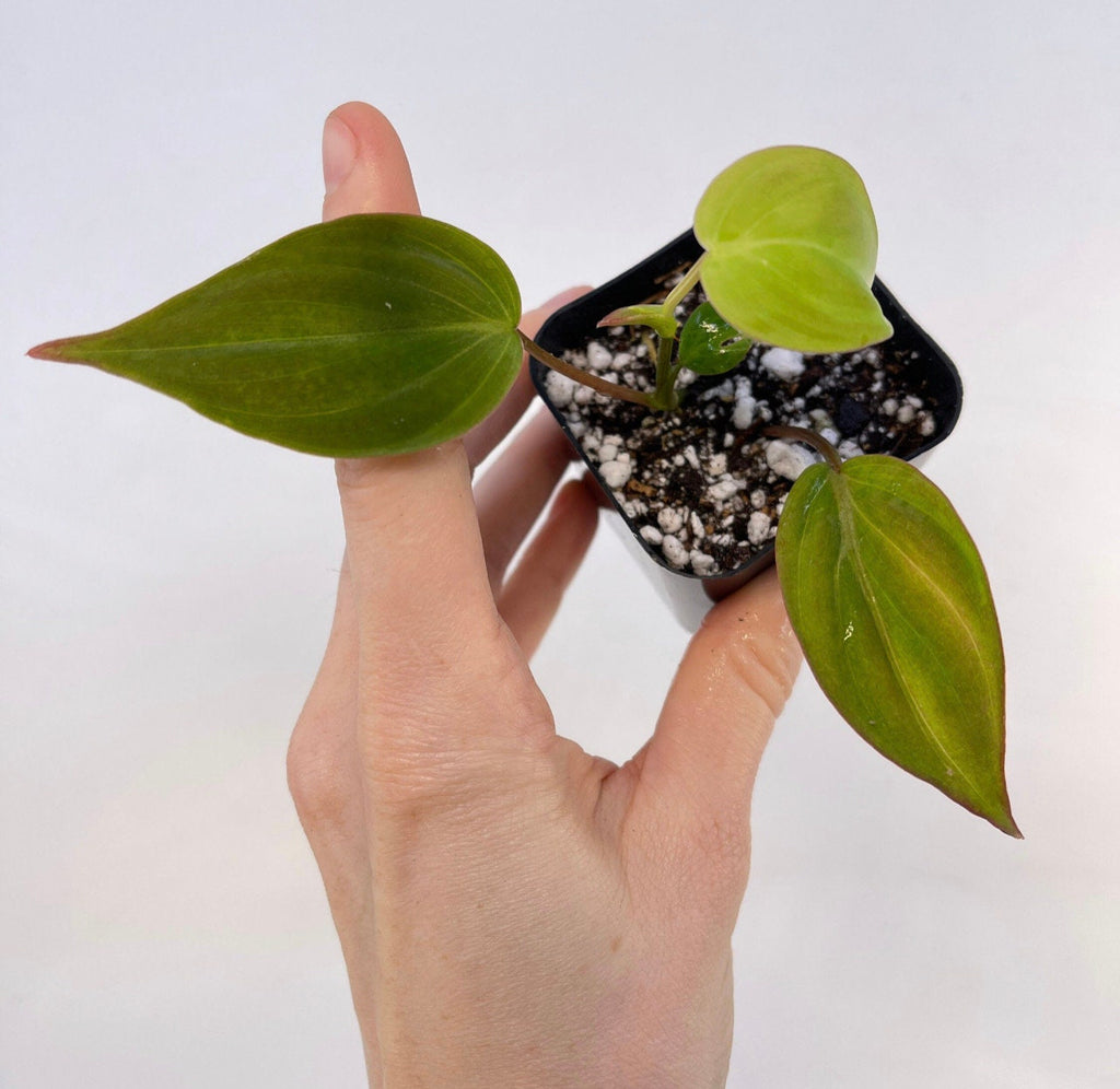 One FREE per item purchased Possibly Reverting Variegated Philodendron micans (Can acclimate to house conditions)