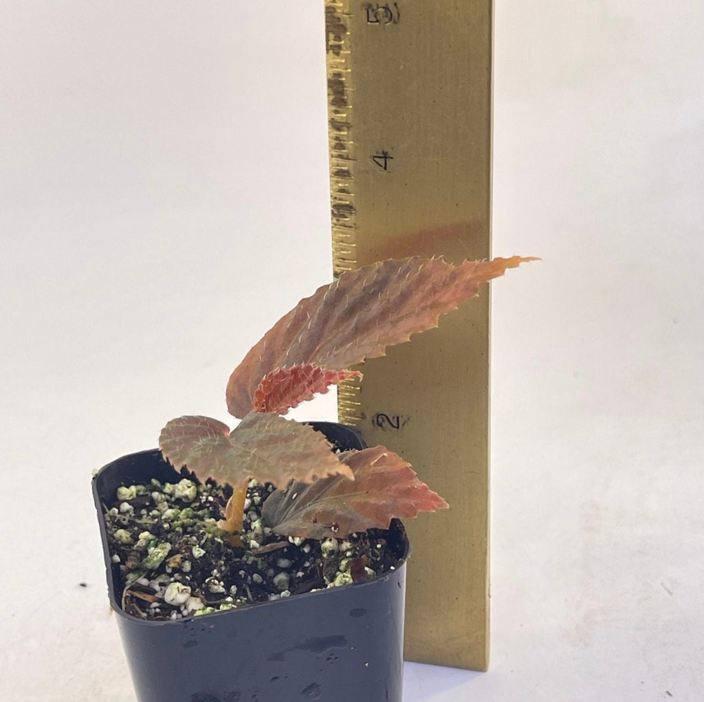 READY SOON Begonia Botanicaz 77