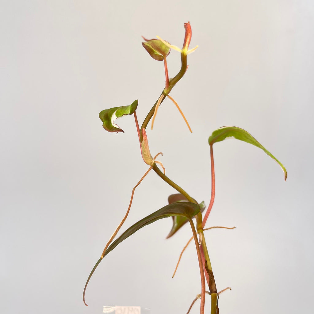 Variegated Philodendron Micans ‘Velvet Halo’ (Can acclimate to house conditions)