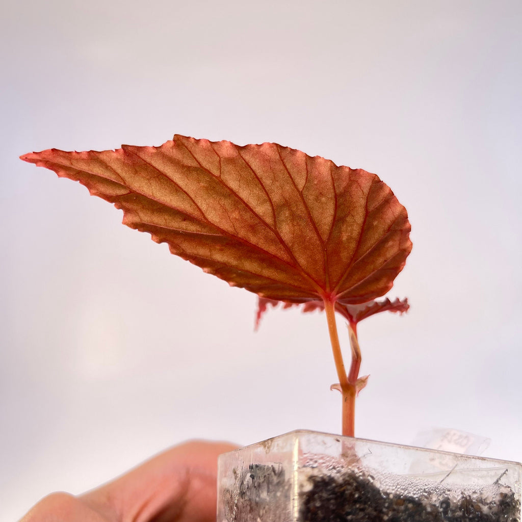 Begonia Botanicaz 10 V.3