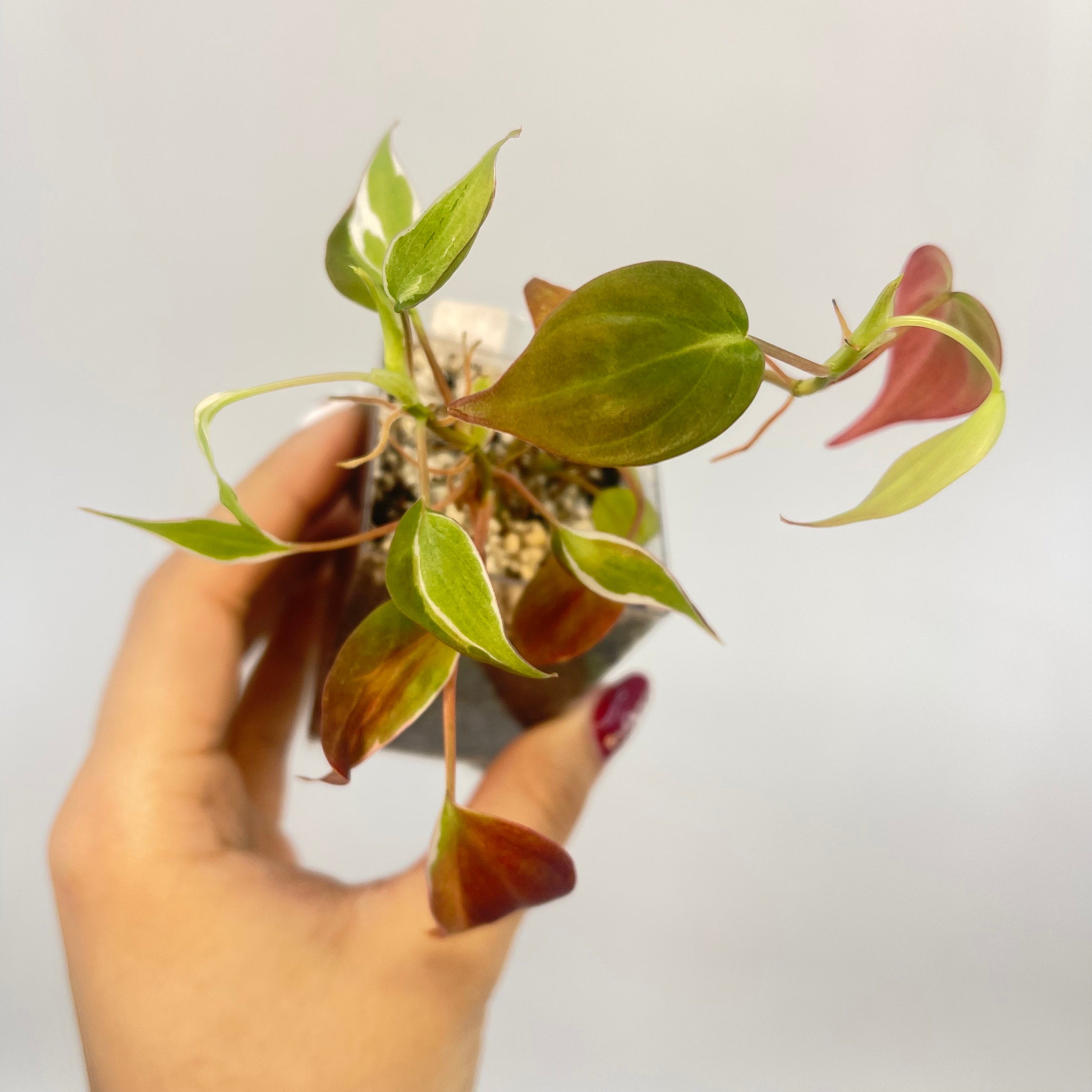 One FREE Per Item Purchased Possibly Reverting Philodendron Micans ‘Velvet Halo’ (non-exact) (Can acclimate to house conditions)