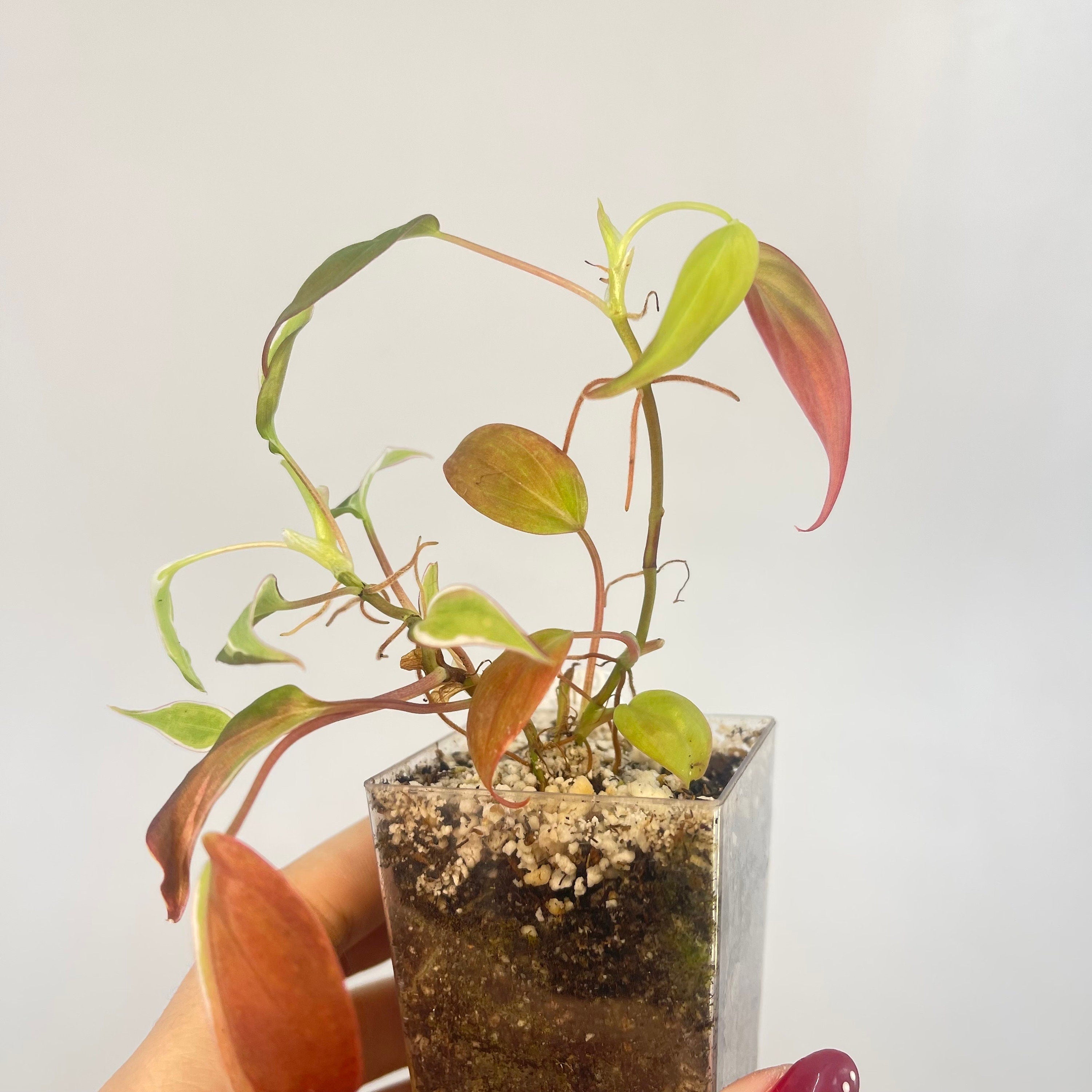 One FREE Per Item Purchased Possibly Reverting Philodendron Micans ‘Velvet Halo’ (non-exact) (Can acclimate to house conditions)