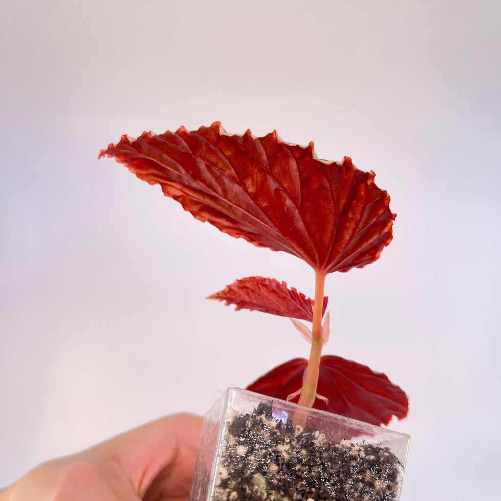 Begonia ‘Botanicaz 24’