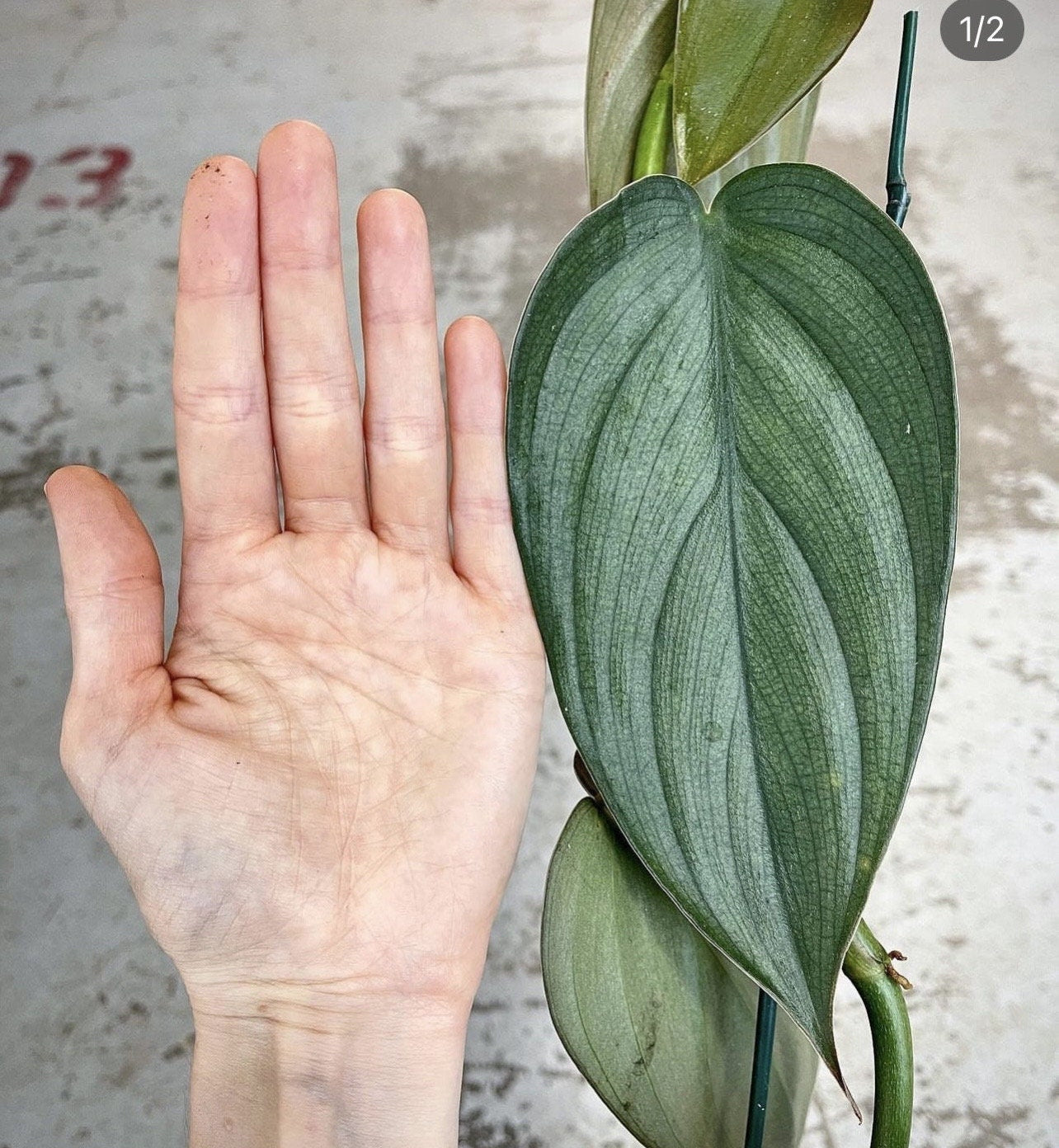 READY SOON Philodendron Burle Marx 'Fantasy'