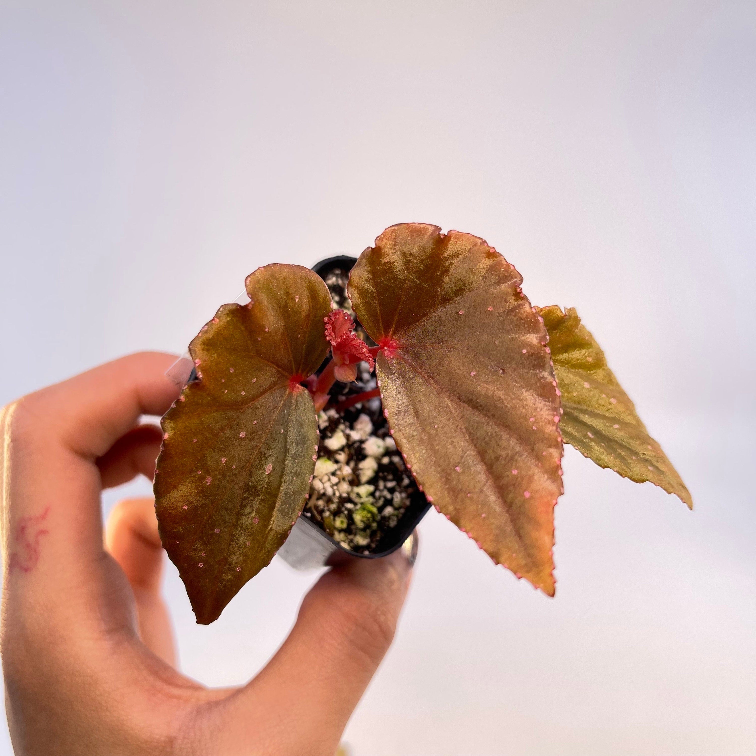 Begonia Botanicaz 88 V.1 (Can acclimate to house conditions) Fragrant Blooms