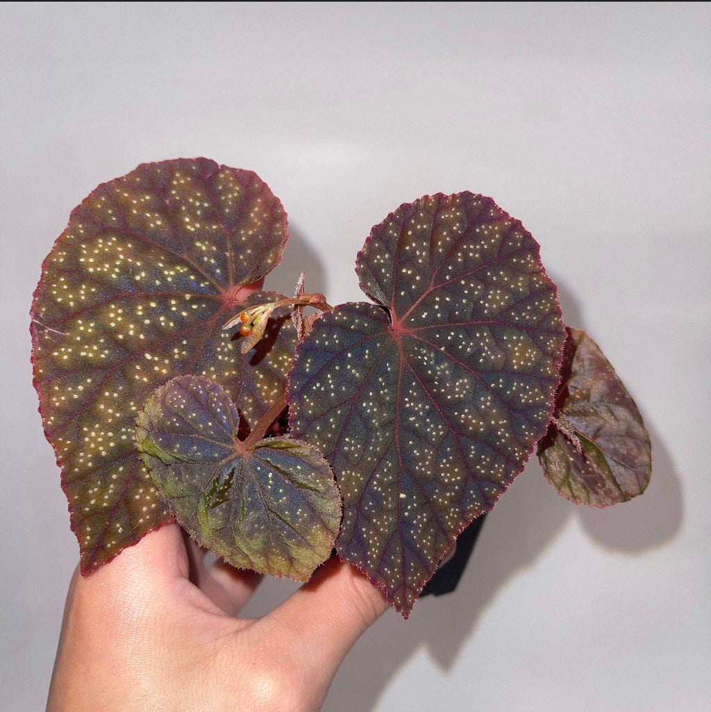 Begonia Botanicaz 45 V.3 Bronze Form (Can acclimate to house conditions)