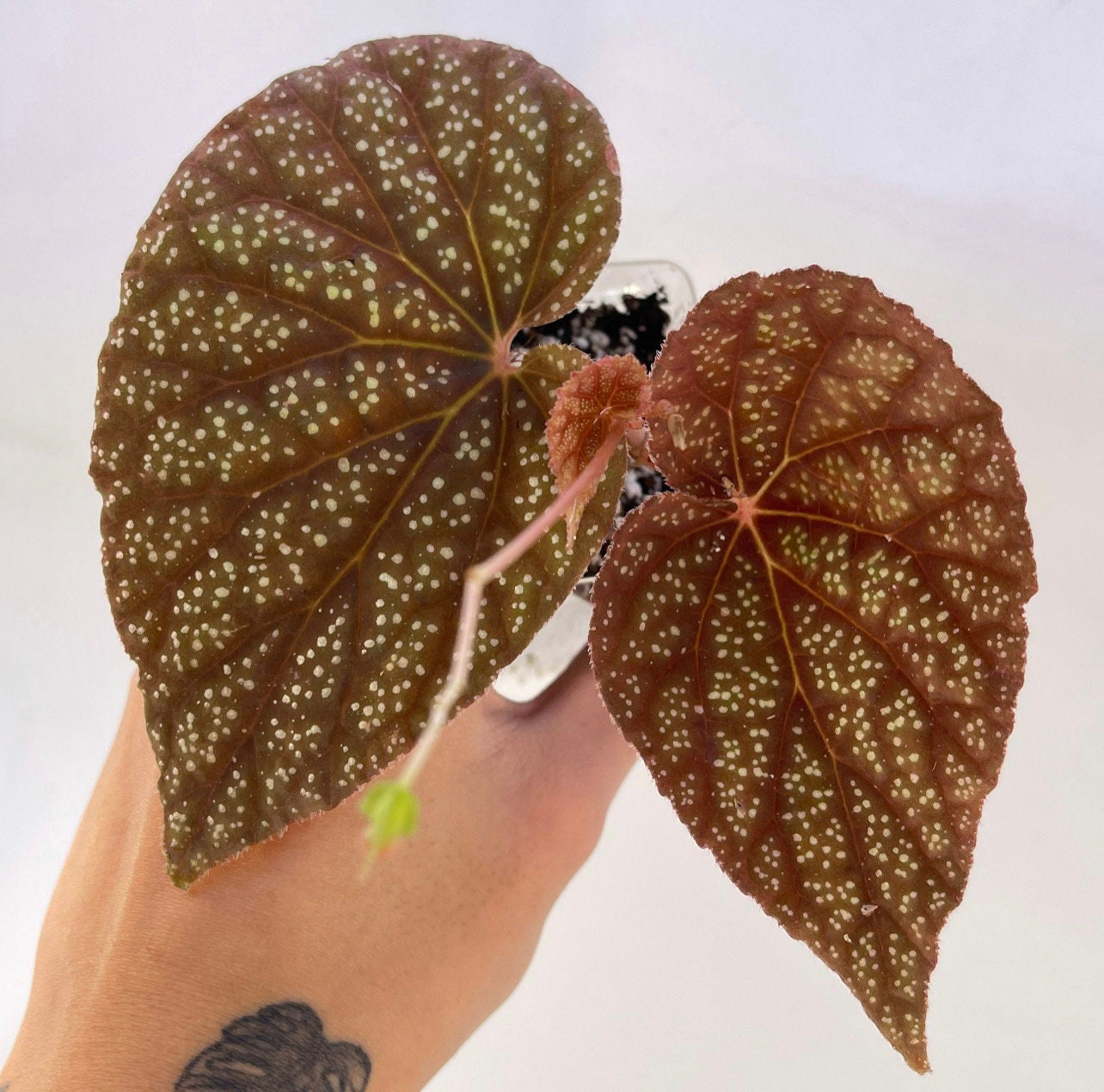 Begonia Botanicaz 45 V.3 Bronze Form (Can acclimate to house conditions)
