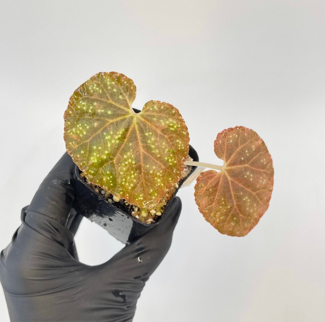 Begonia Botanicaz 45 V.3 Bronze Form (Can acclimate to house conditions)