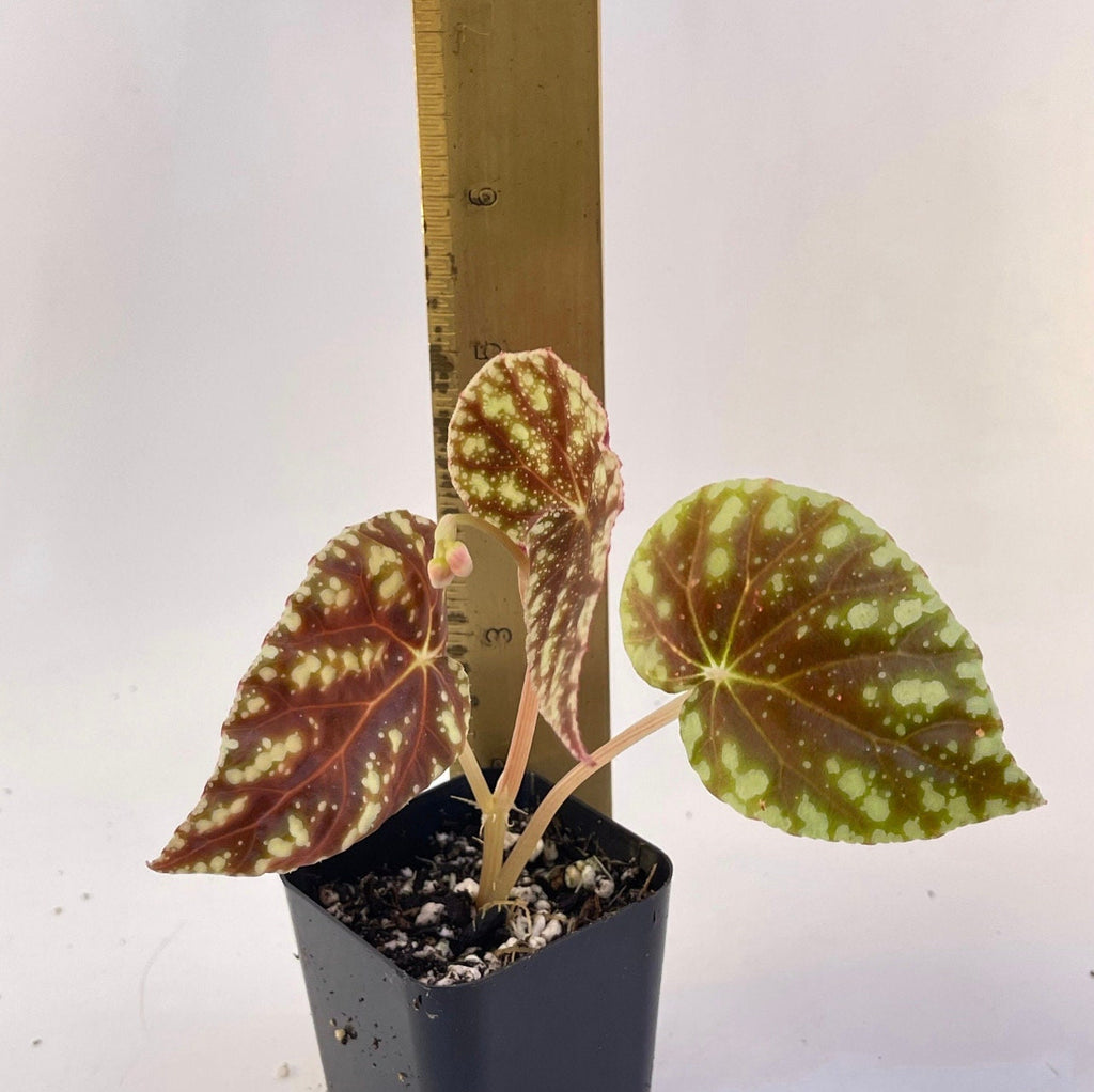 READY SOON Begonia Botanicaz 90 V.1 (Can acclimate to house conditions)