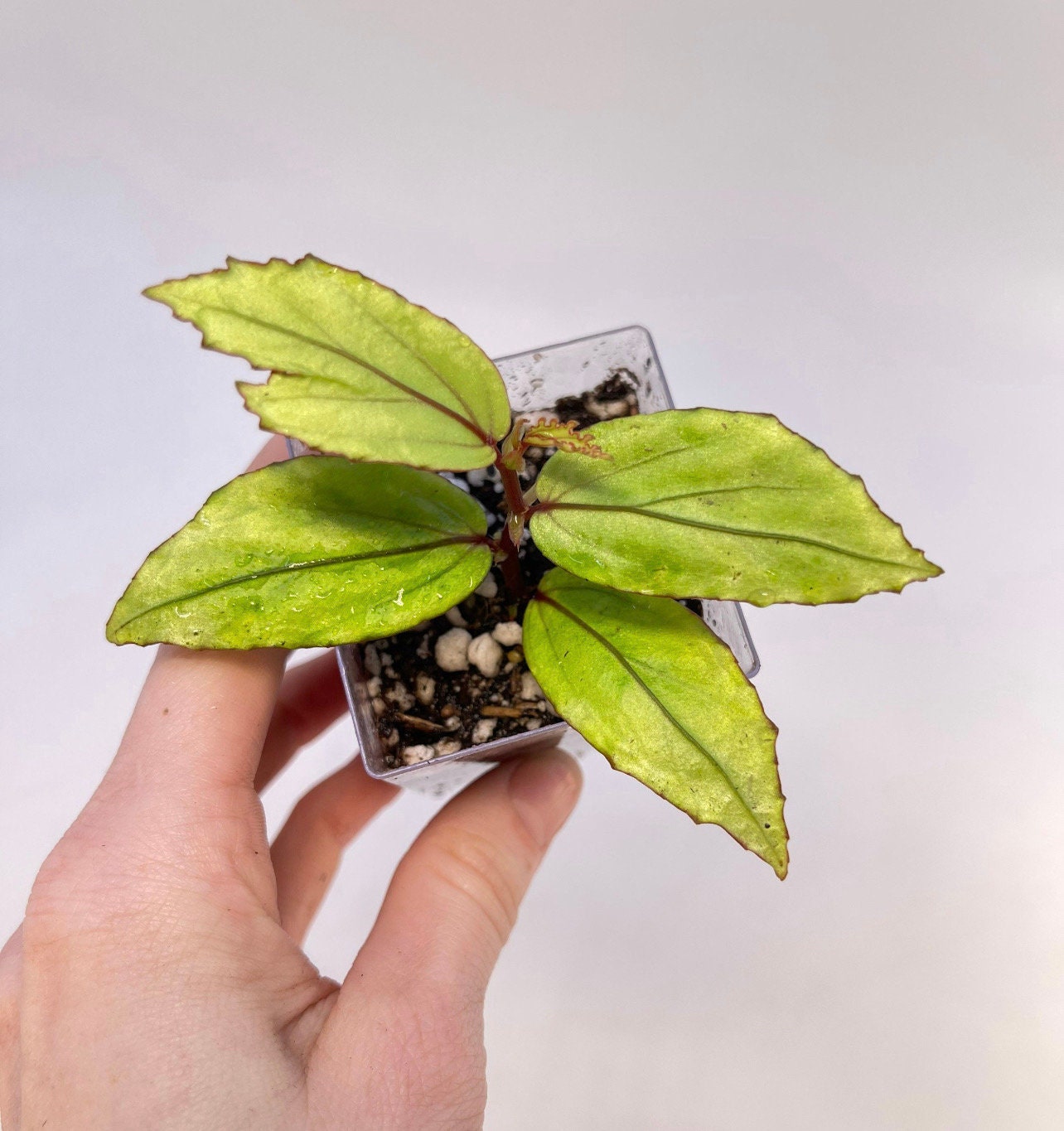 Begonia sp. bayae (fka sp. Kalimantan 'Green')