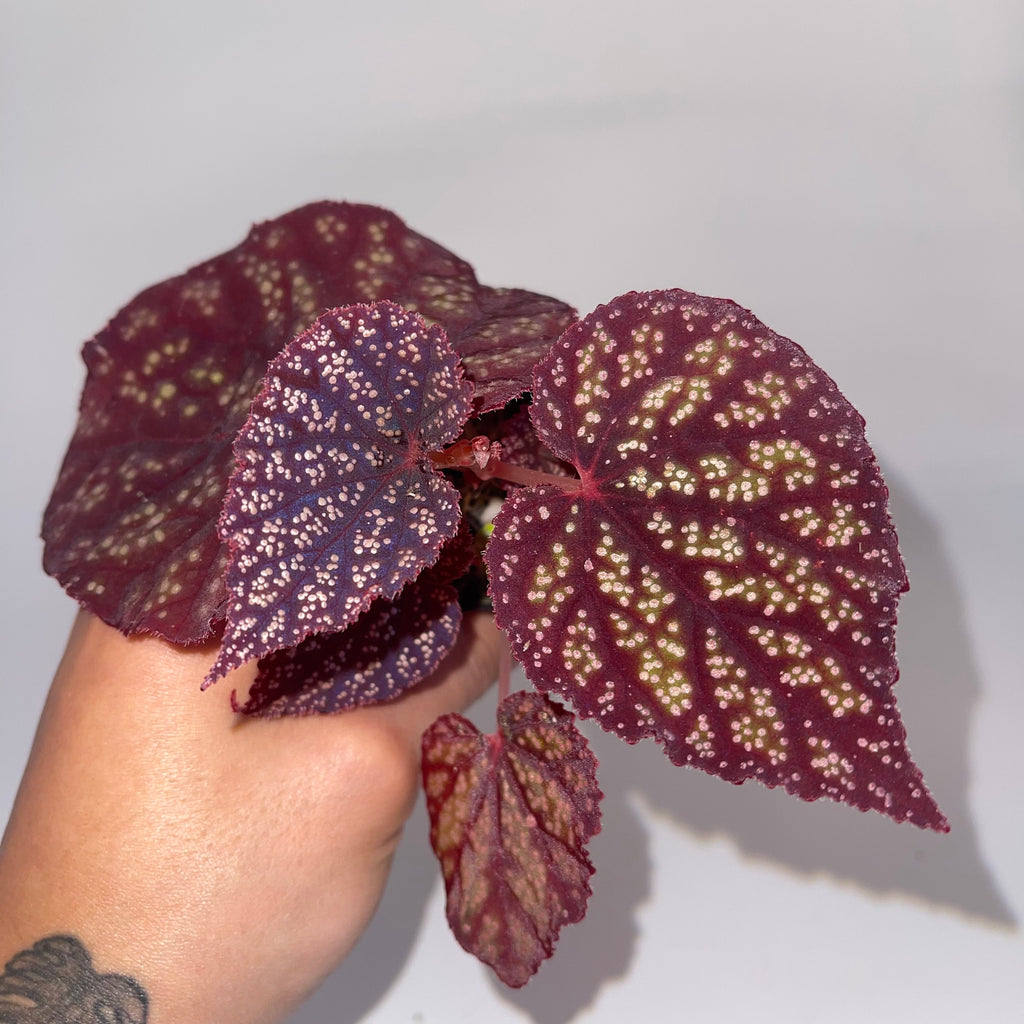 Begonia Botanicaz 45