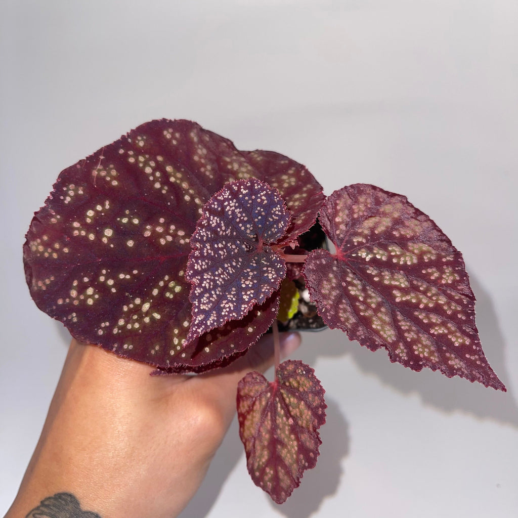 Begonia Botanicaz 45