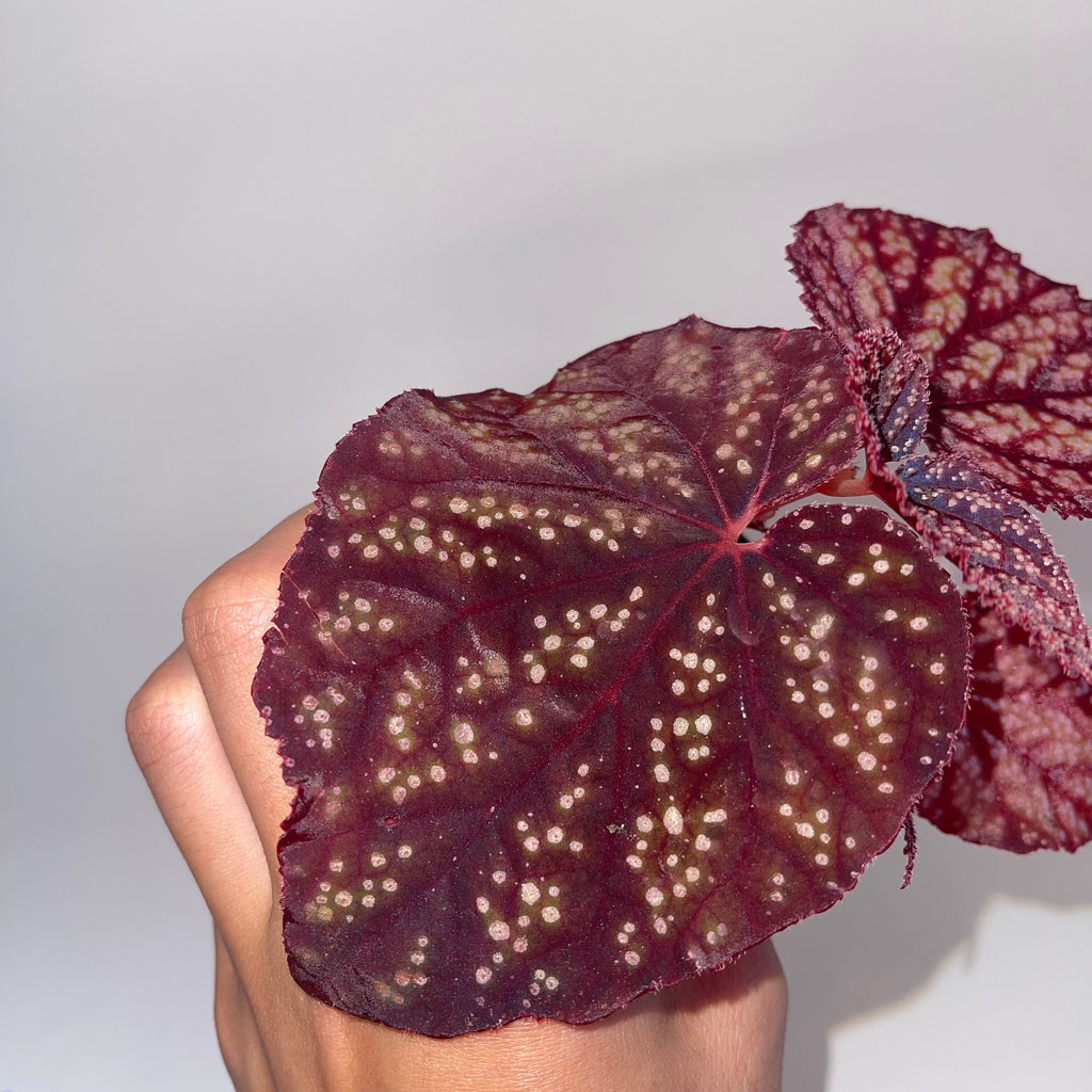 Begonia Botanicaz 45