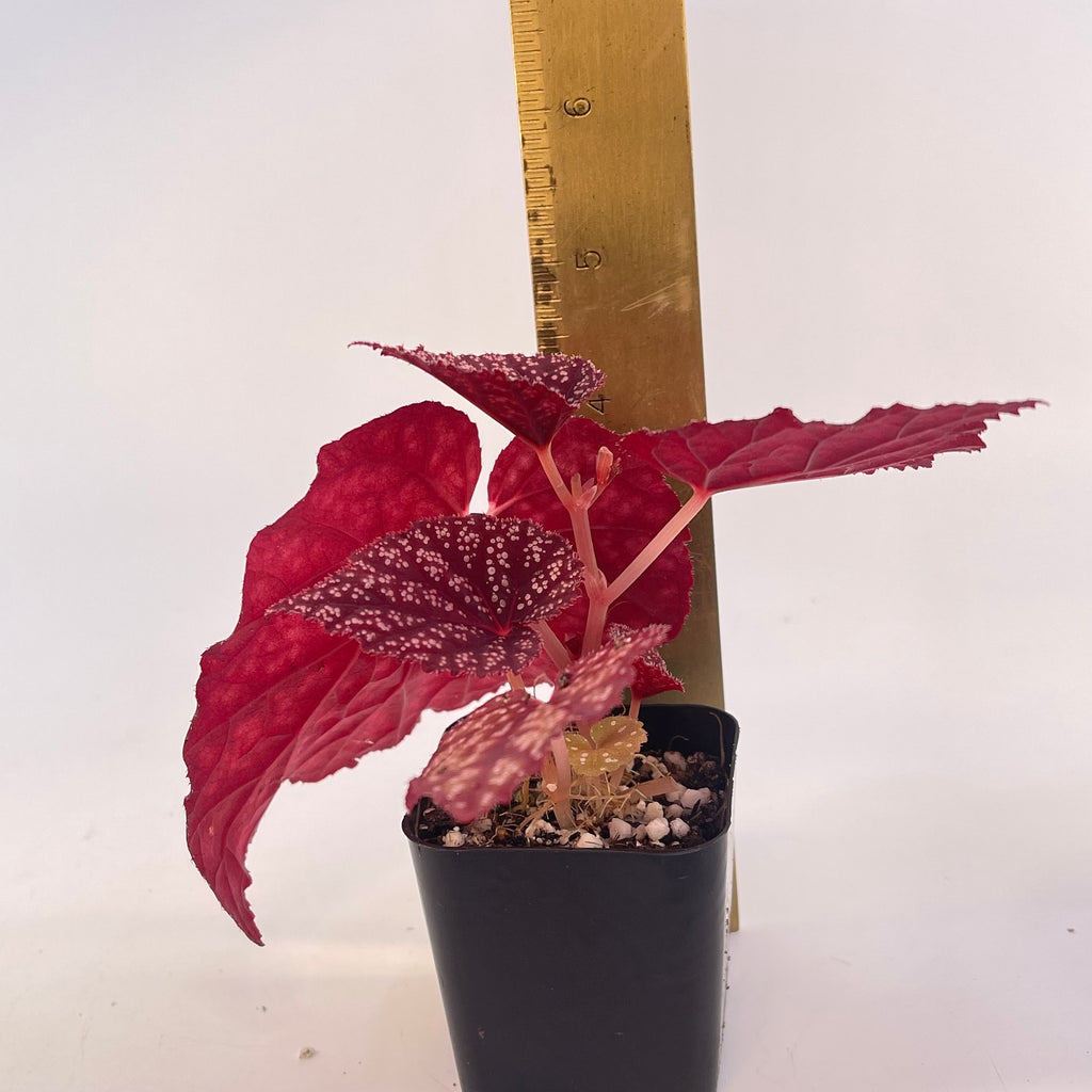 Begonia Botanicaz 45