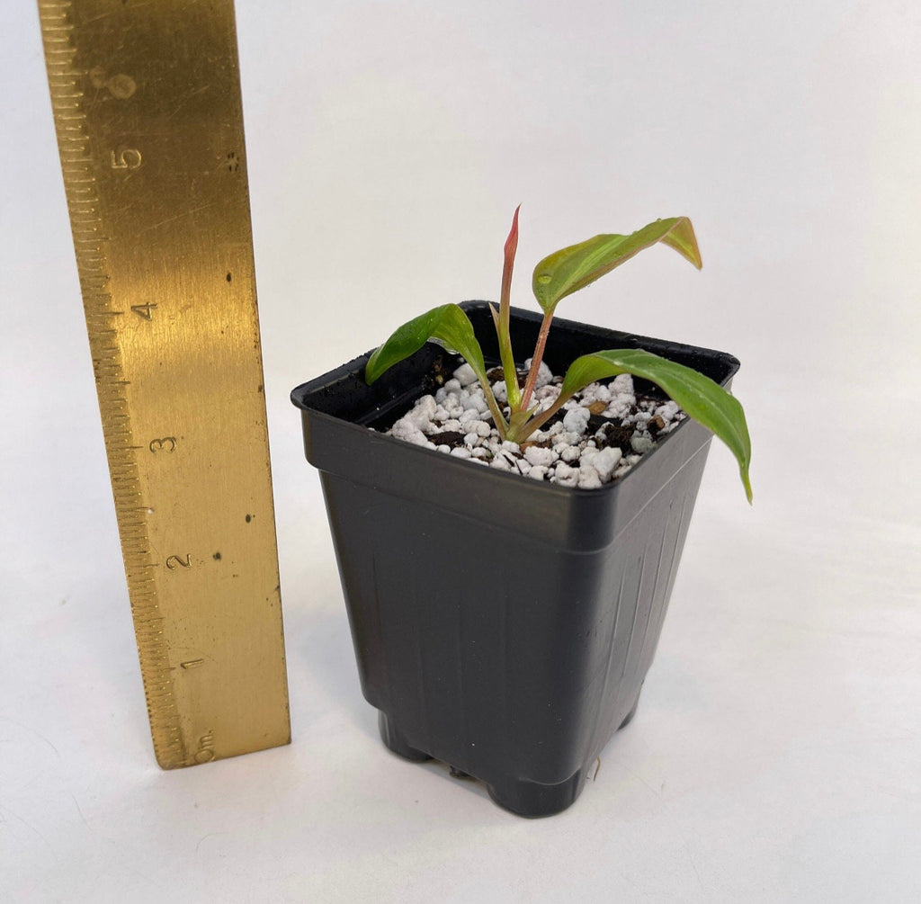 One FREE per item purchased Possibly Reverting Variegated Philodendron micans (Can acclimate to house conditions)