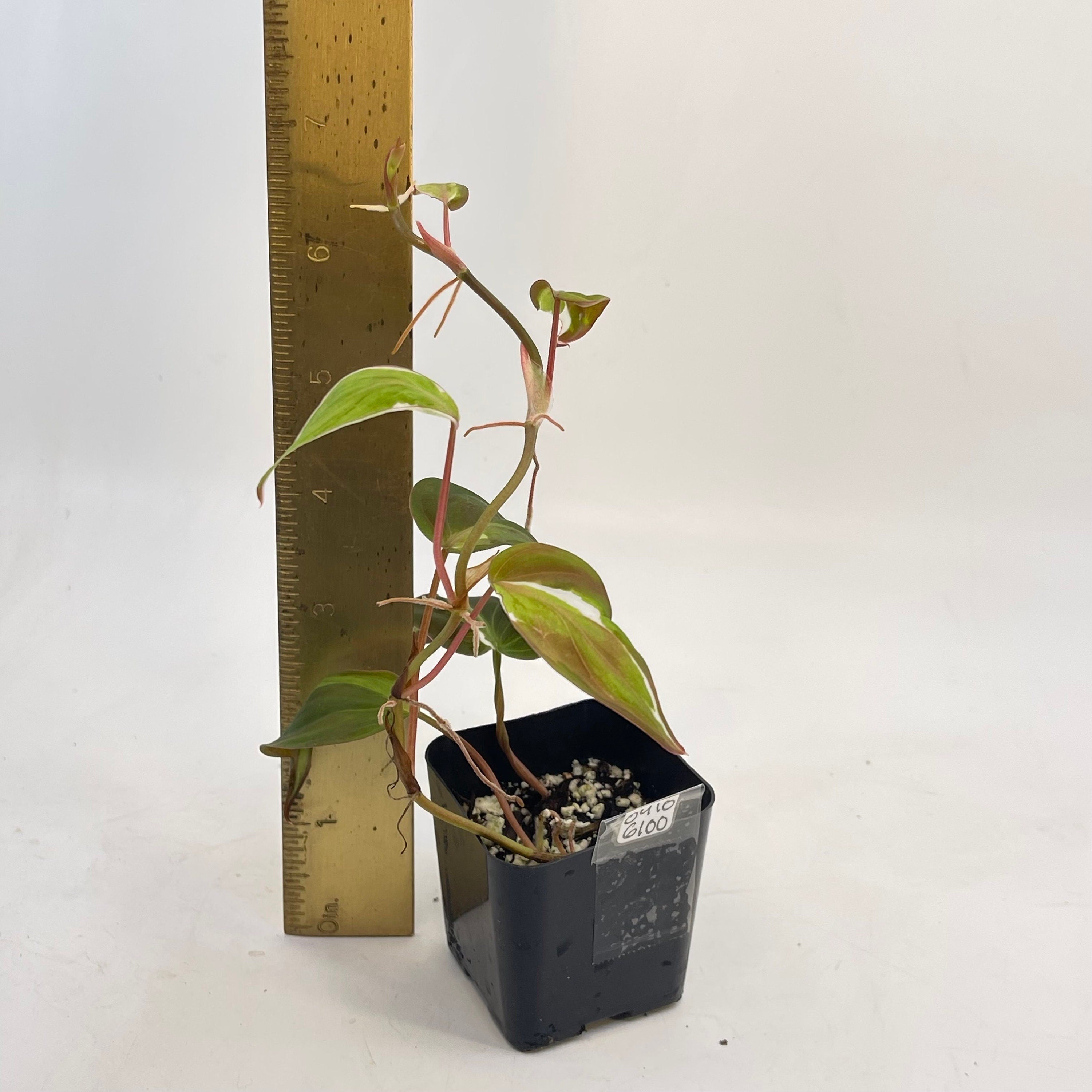 Variegated Philodendron Micans ‘Velvet Halo’ (Can acclimate to house conditions)