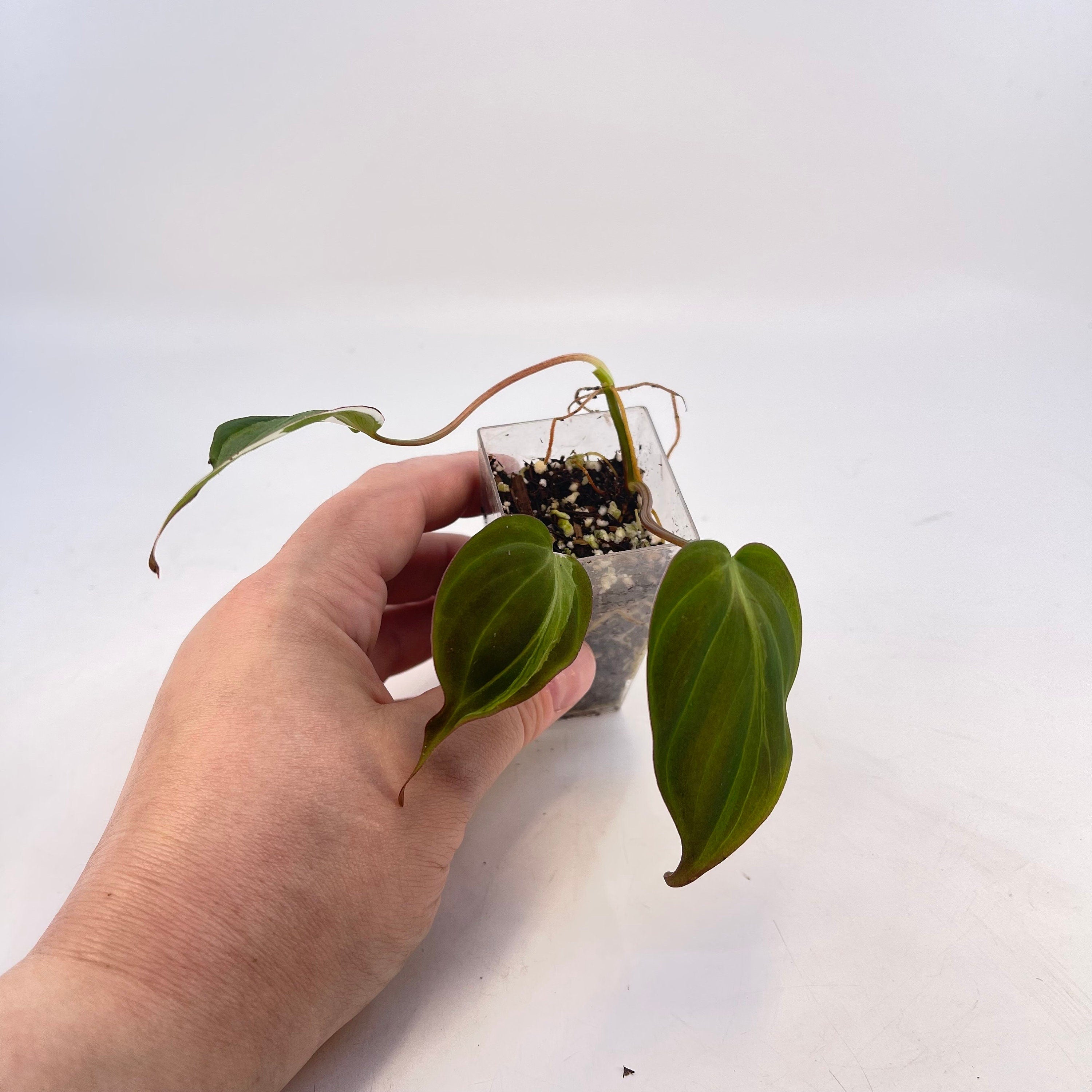 One FREE per item purchased Philodendron ‘Velvet Halo’ micans rooted base cutting (Can acclimate to house conditions)