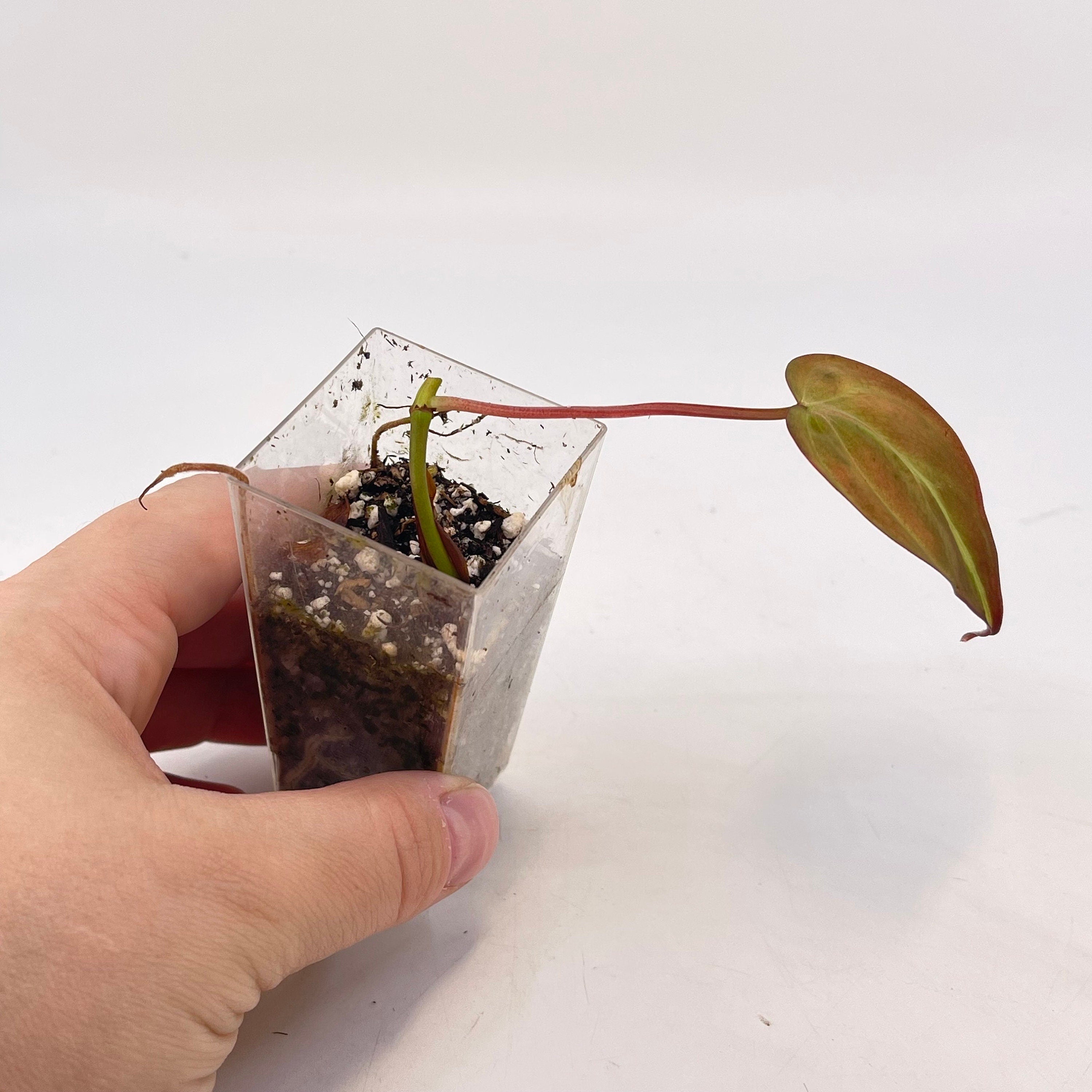 One FREE per item purchased Philodendron ‘Velvet Halo’ micans rooted base cutting (Can acclimate to house conditions)
