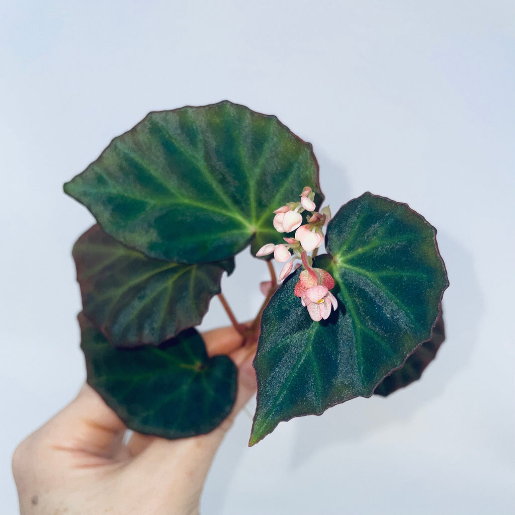 READY SOON Begonia Botanicaz 89