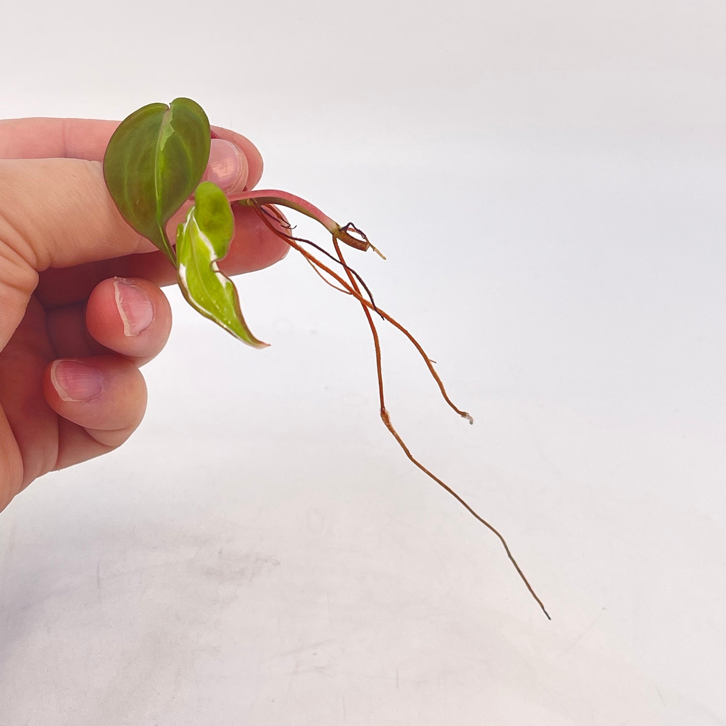 One FREE Per Item Purchased Variegated Philodendron Micans ‘Velvet Halo’ MID CUTTING (Can acclimate to house conditions)