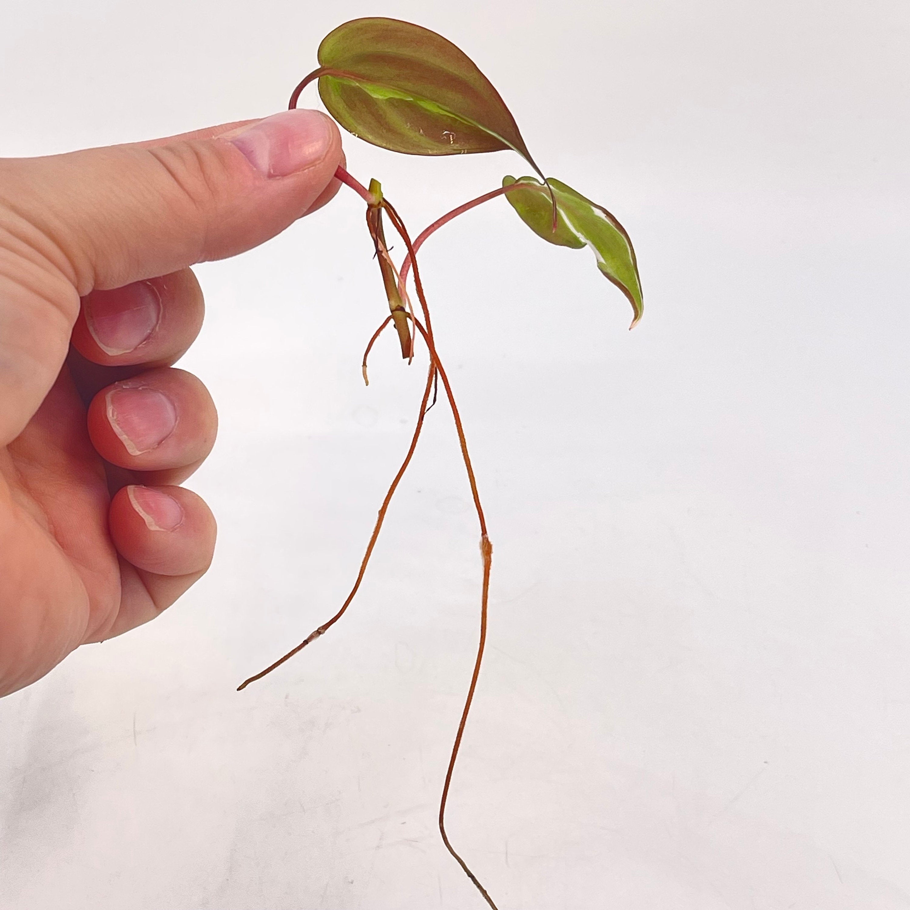 One FREE Per Item Purchased Variegated Philodendron Micans ‘Velvet Halo’ MID CUTTING (Can acclimate to house conditions)