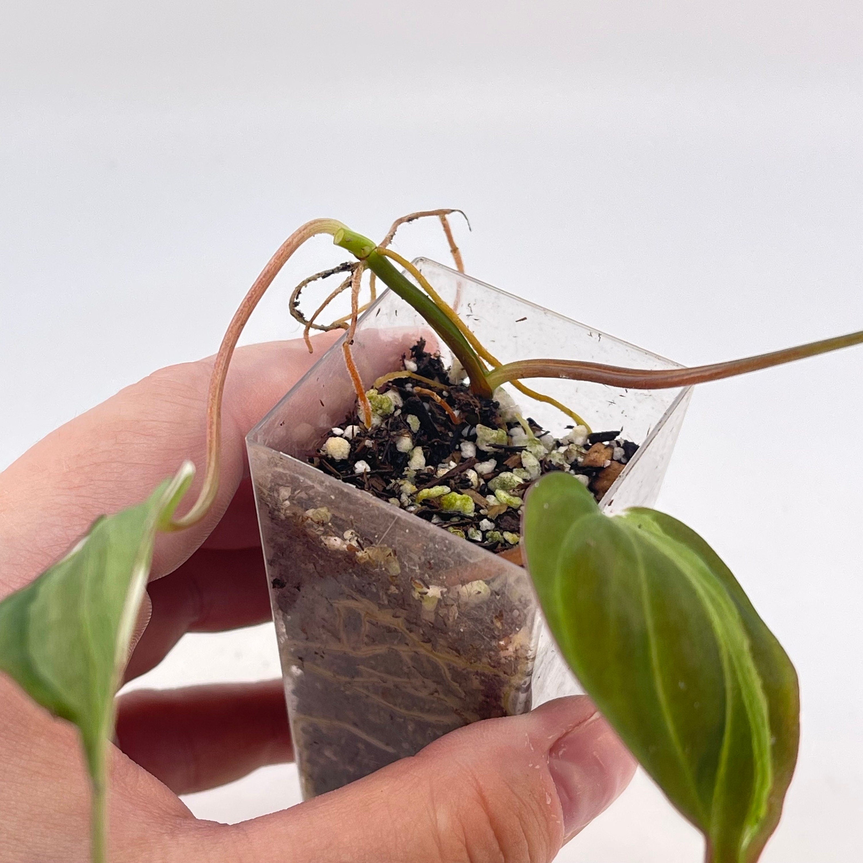One FREE per item purchased Philodendron ‘Velvet Halo’ micans rooted base cutting (Can acclimate to house conditions)