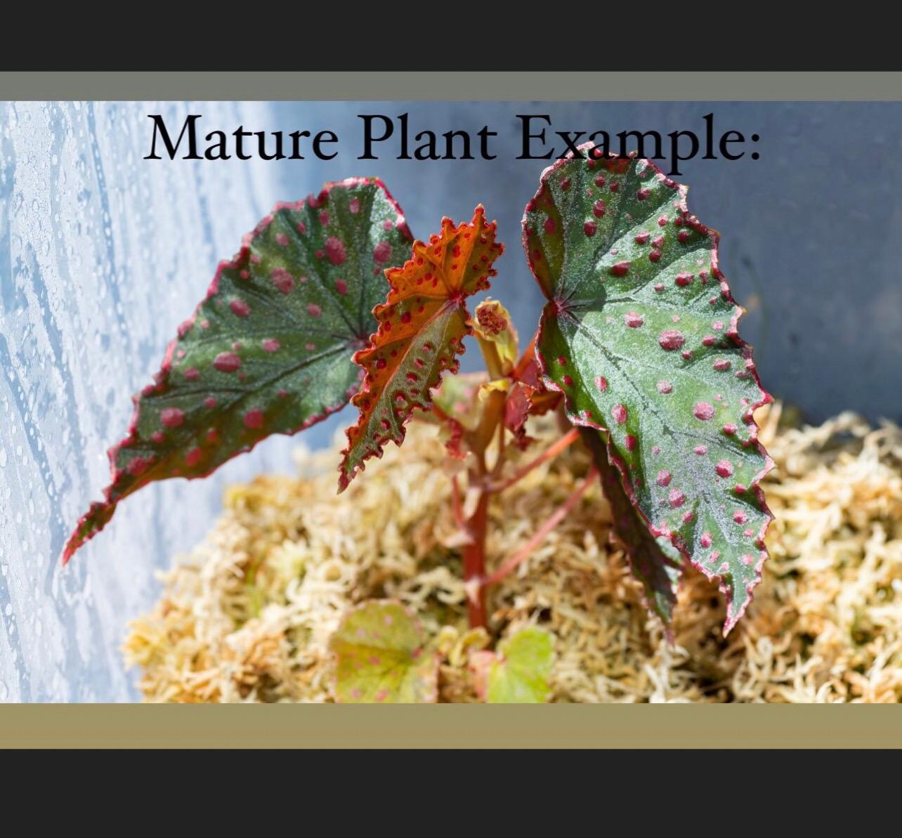 Begonia Botanicaz 5