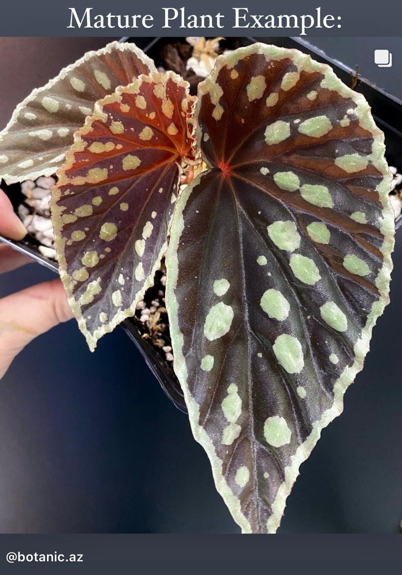 READY SOON Begonia Botanicaz 1