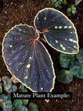 READY SOON Begonia Botanicaz 1