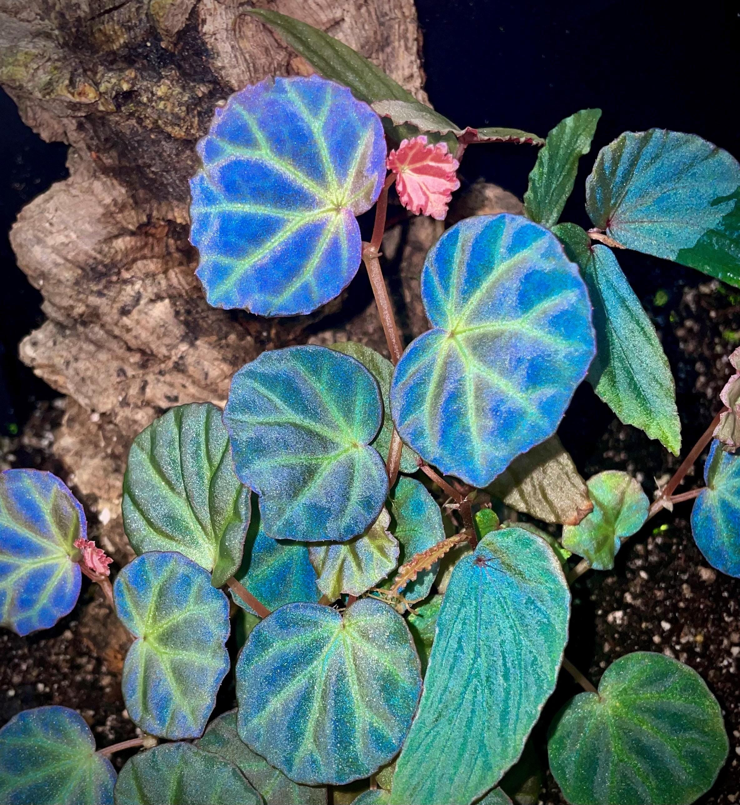 READY SOON Begonia sp. Sarawak