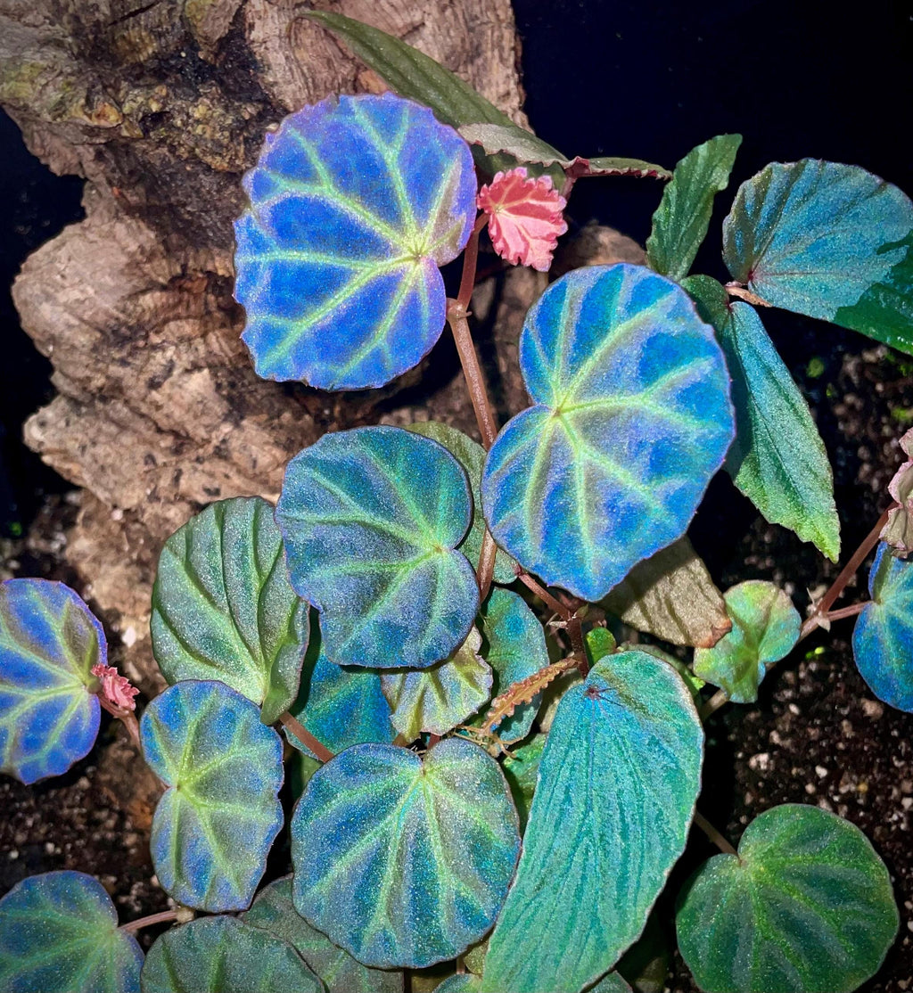 Begonia sp. Sarawak